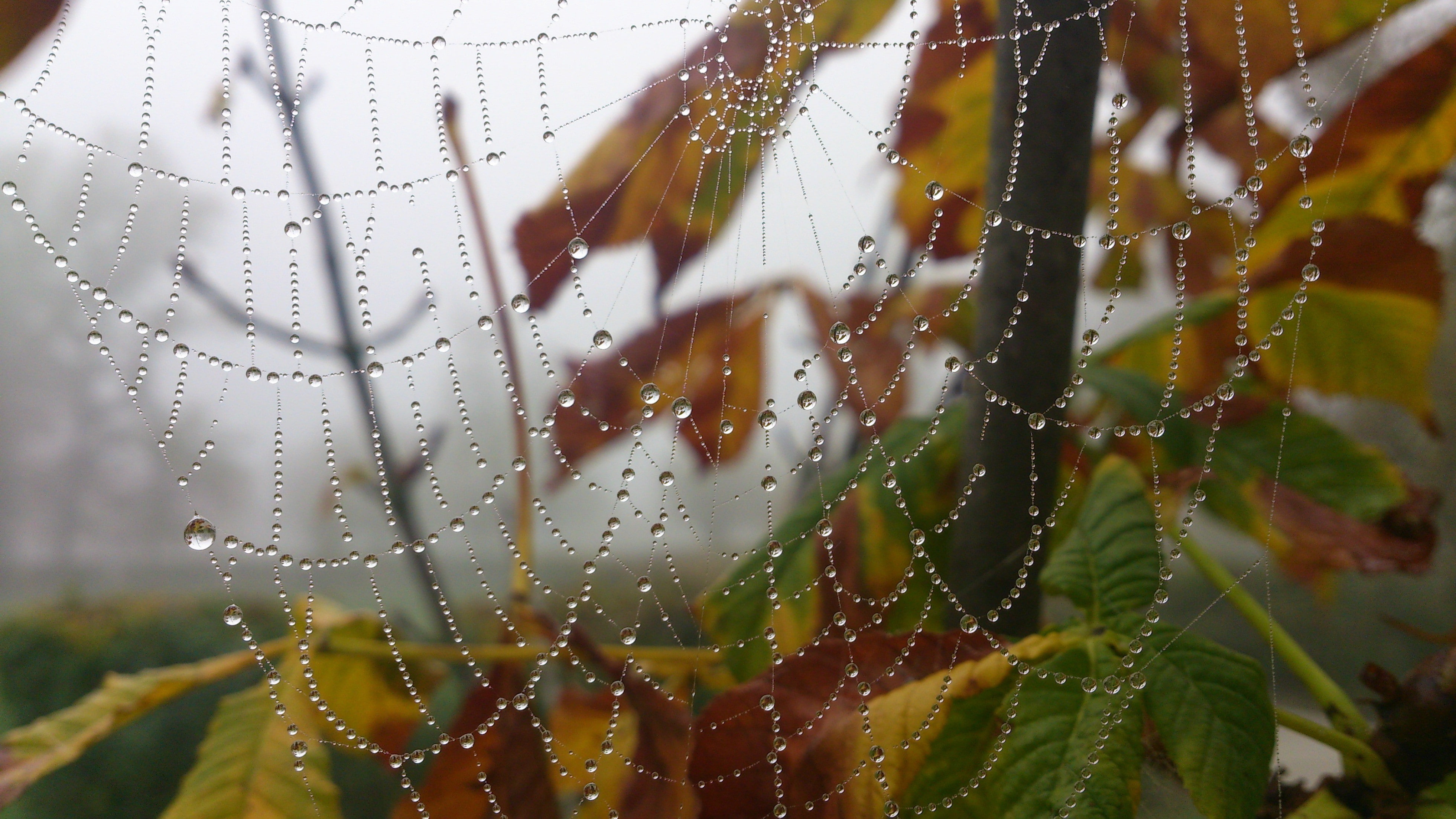 Spiderwebs, Water Drops, Nature, Leaves, water droplets on spiderweb