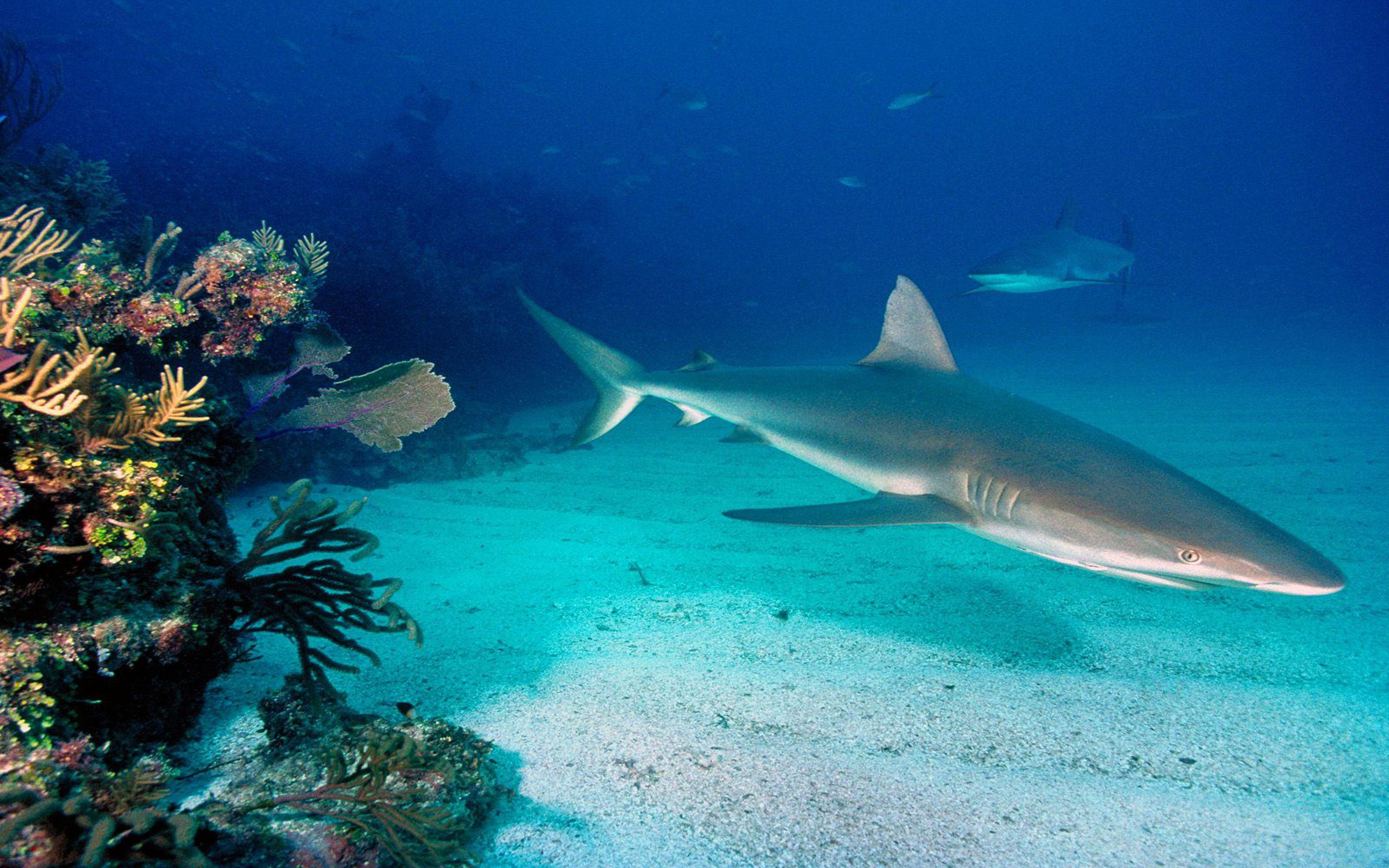 Seabed, Reef Gray Shark Hd  Wallpapers