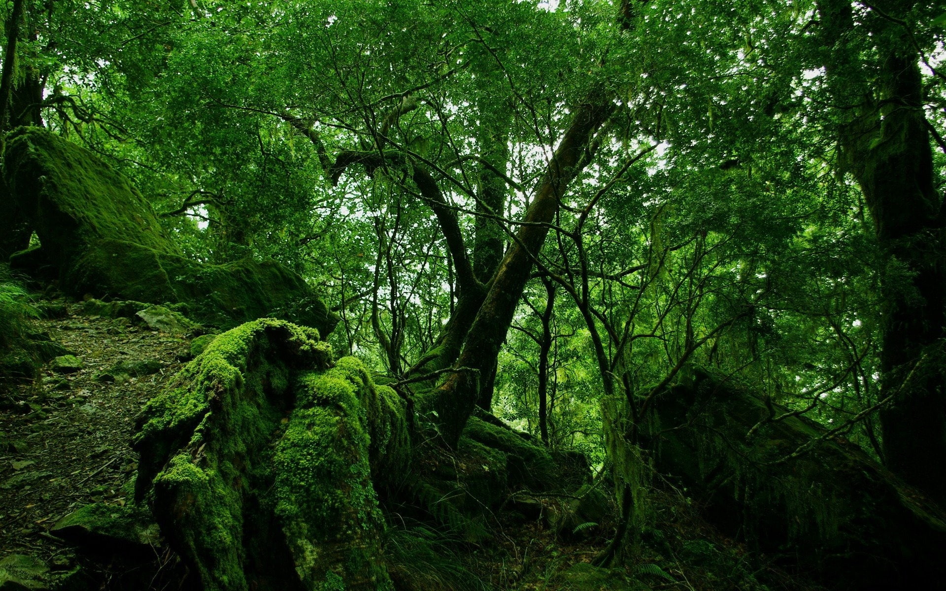 wood, trees, thickets, green, moss, vegetation, bushes, stones