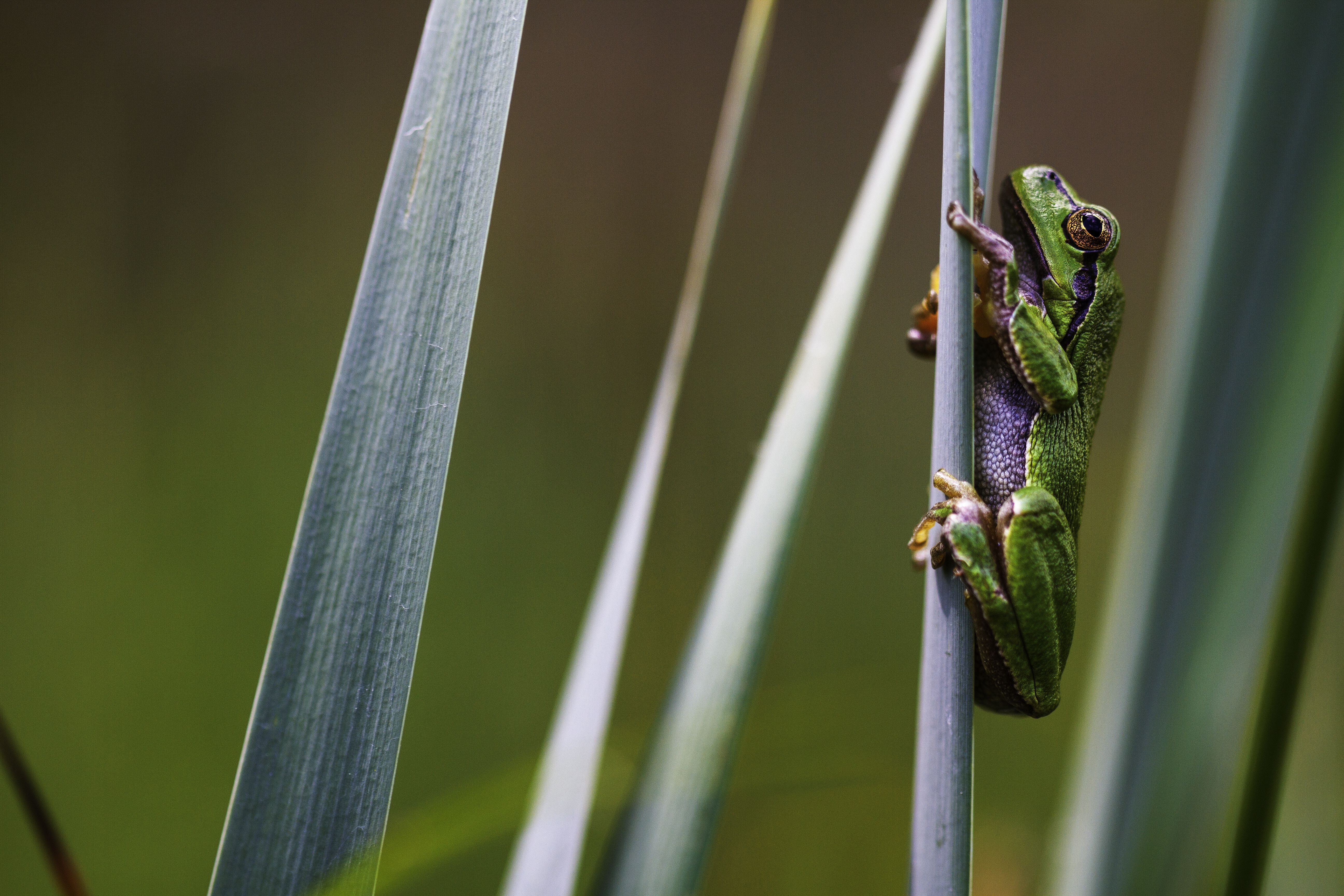 Frogs, Tree Frog