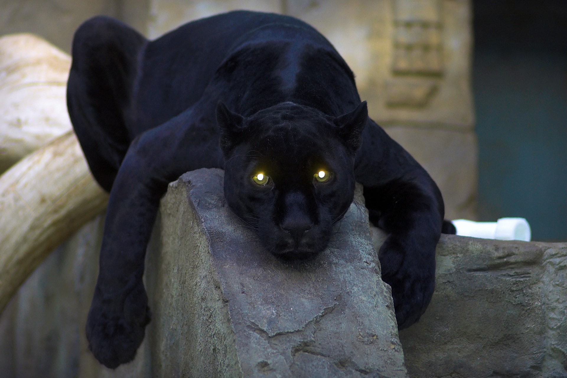 Black Panther, panthers