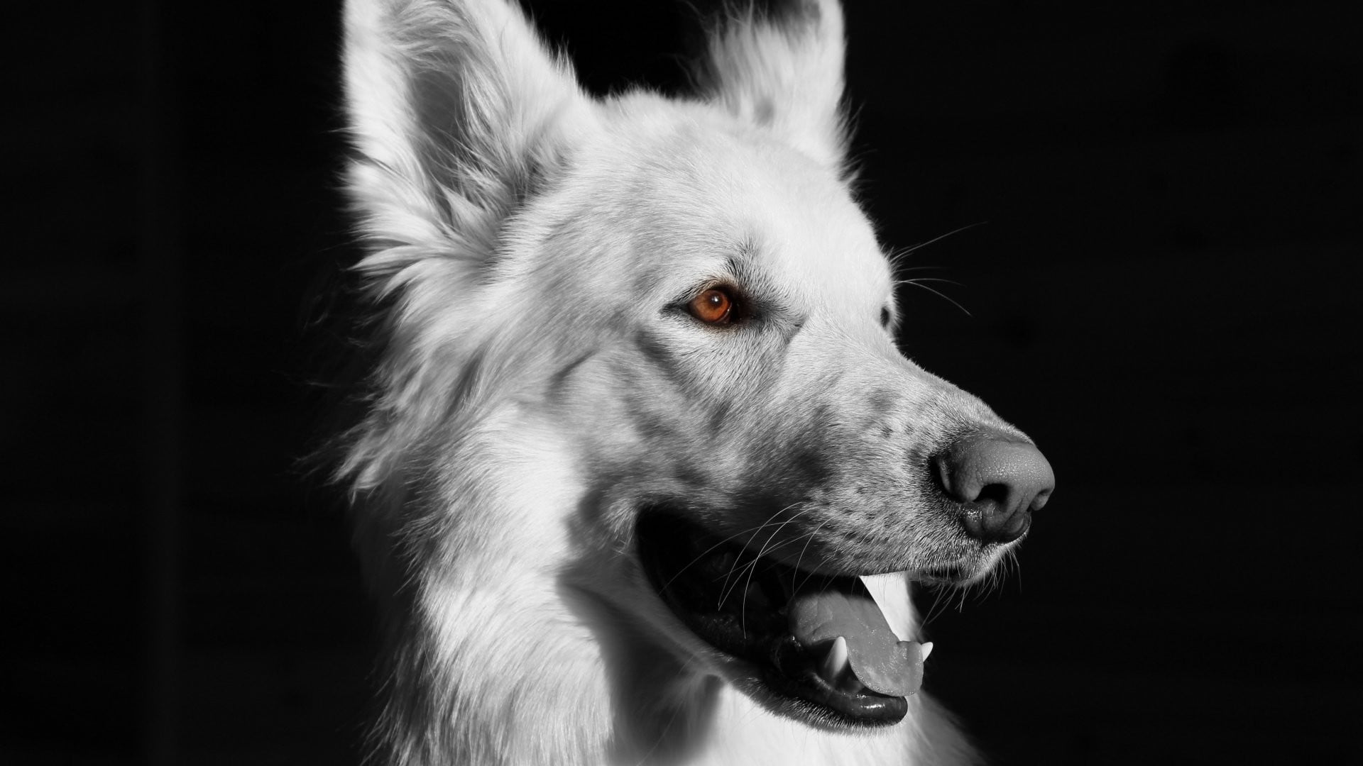 grayscale photo of animal, dog, one animal, mammal, animal themes