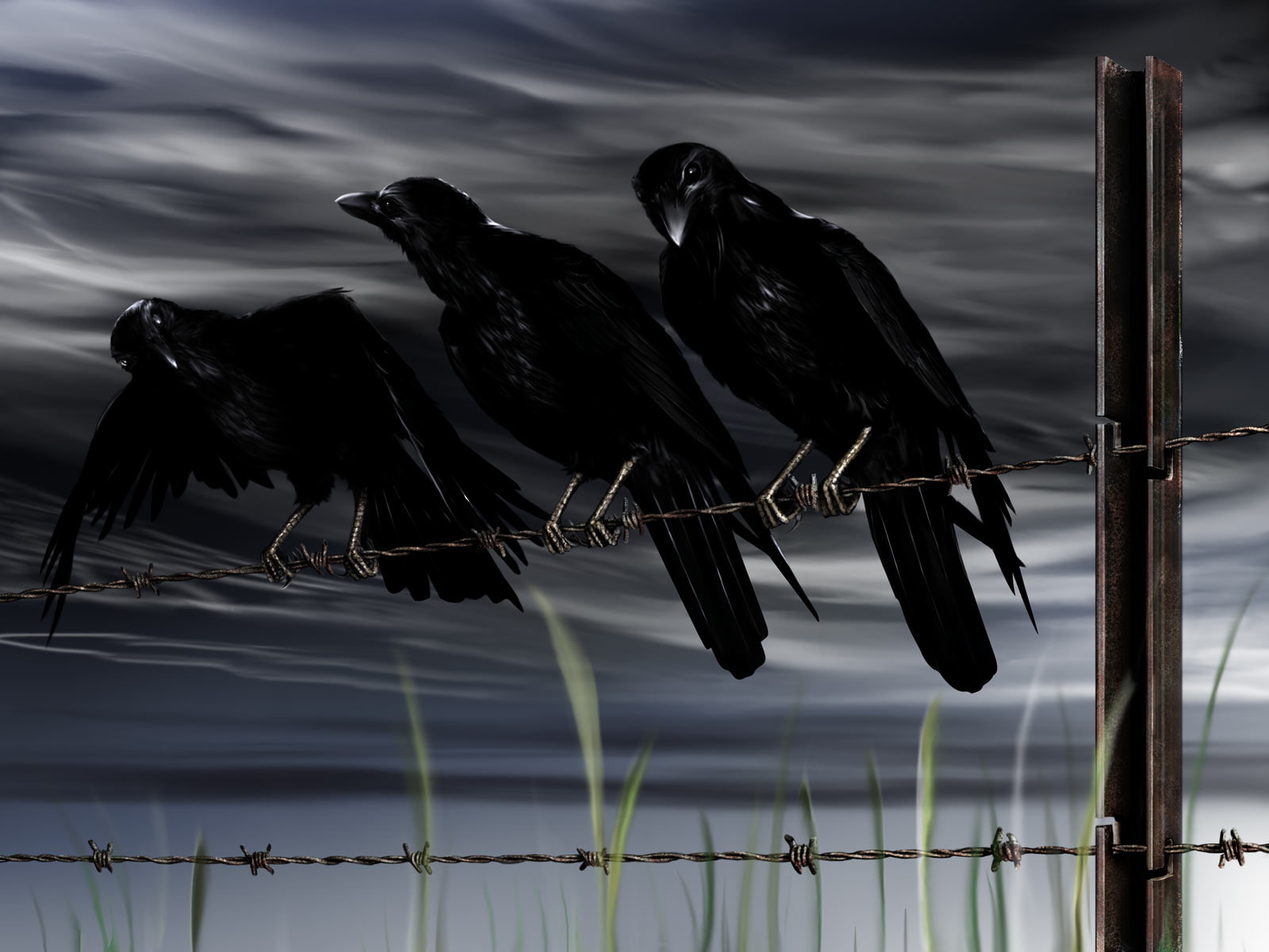 Crow Bird Barb Wire HD, digital/artwork