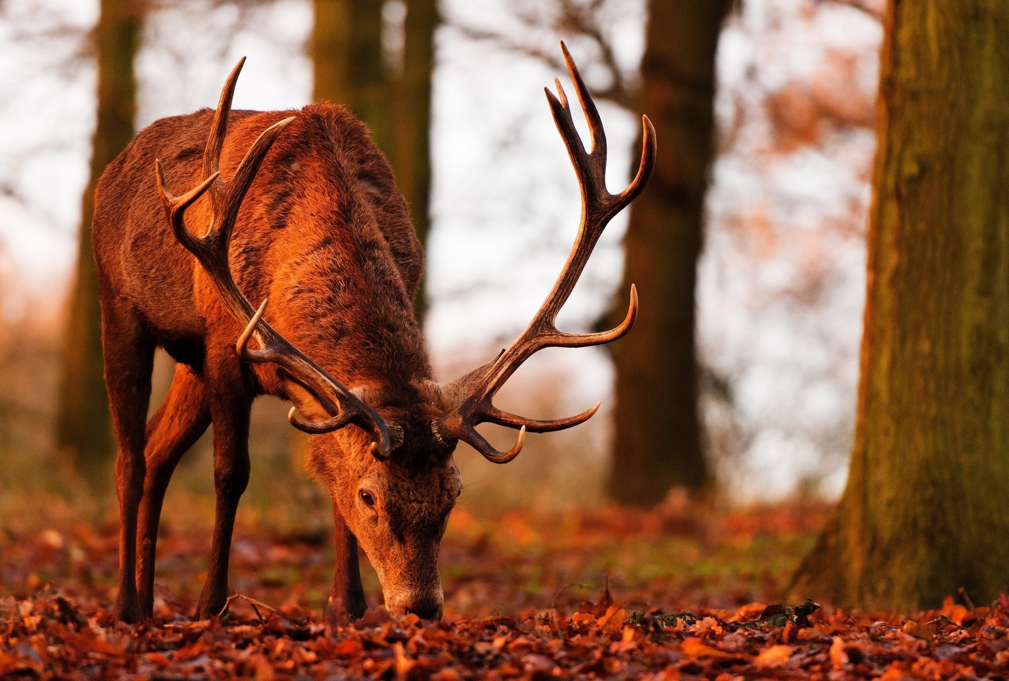 deer