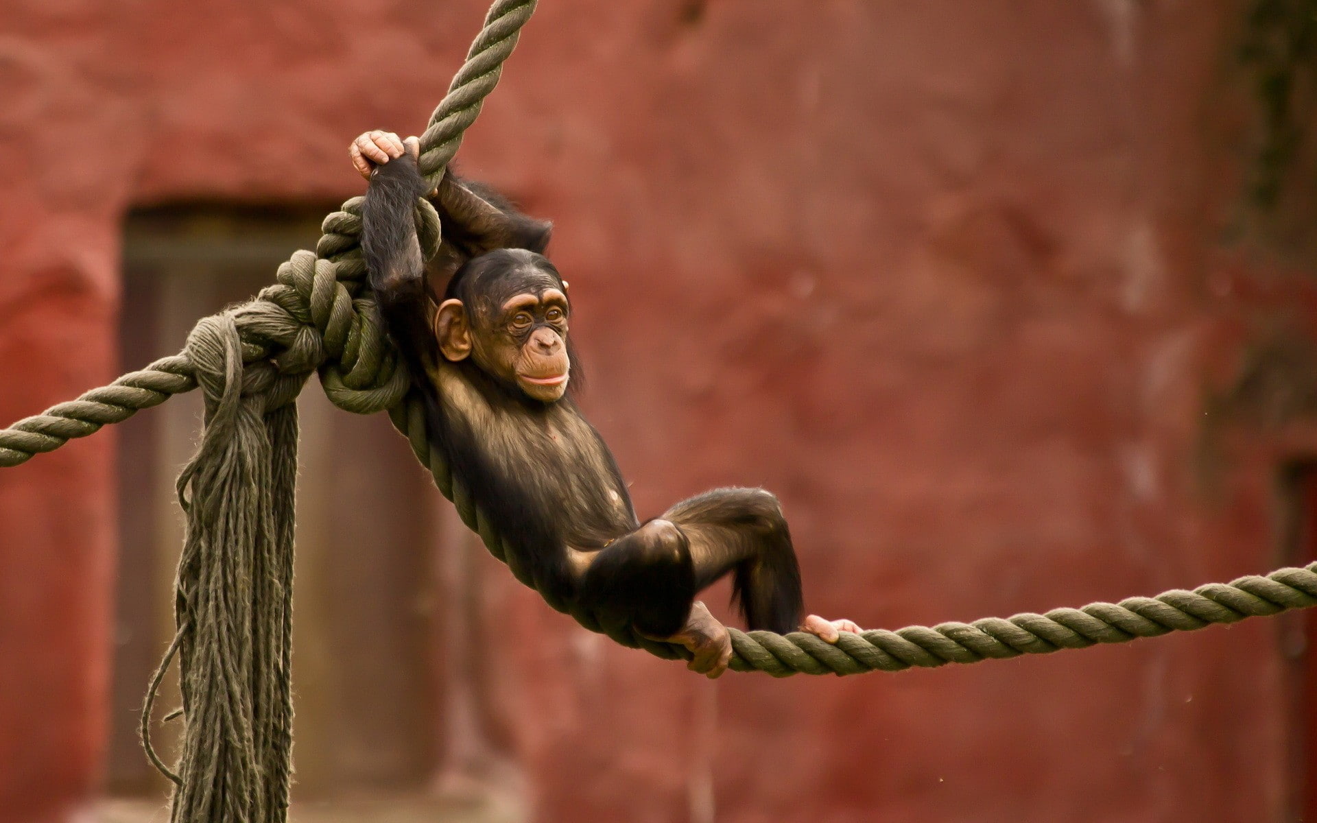 animals, monkey