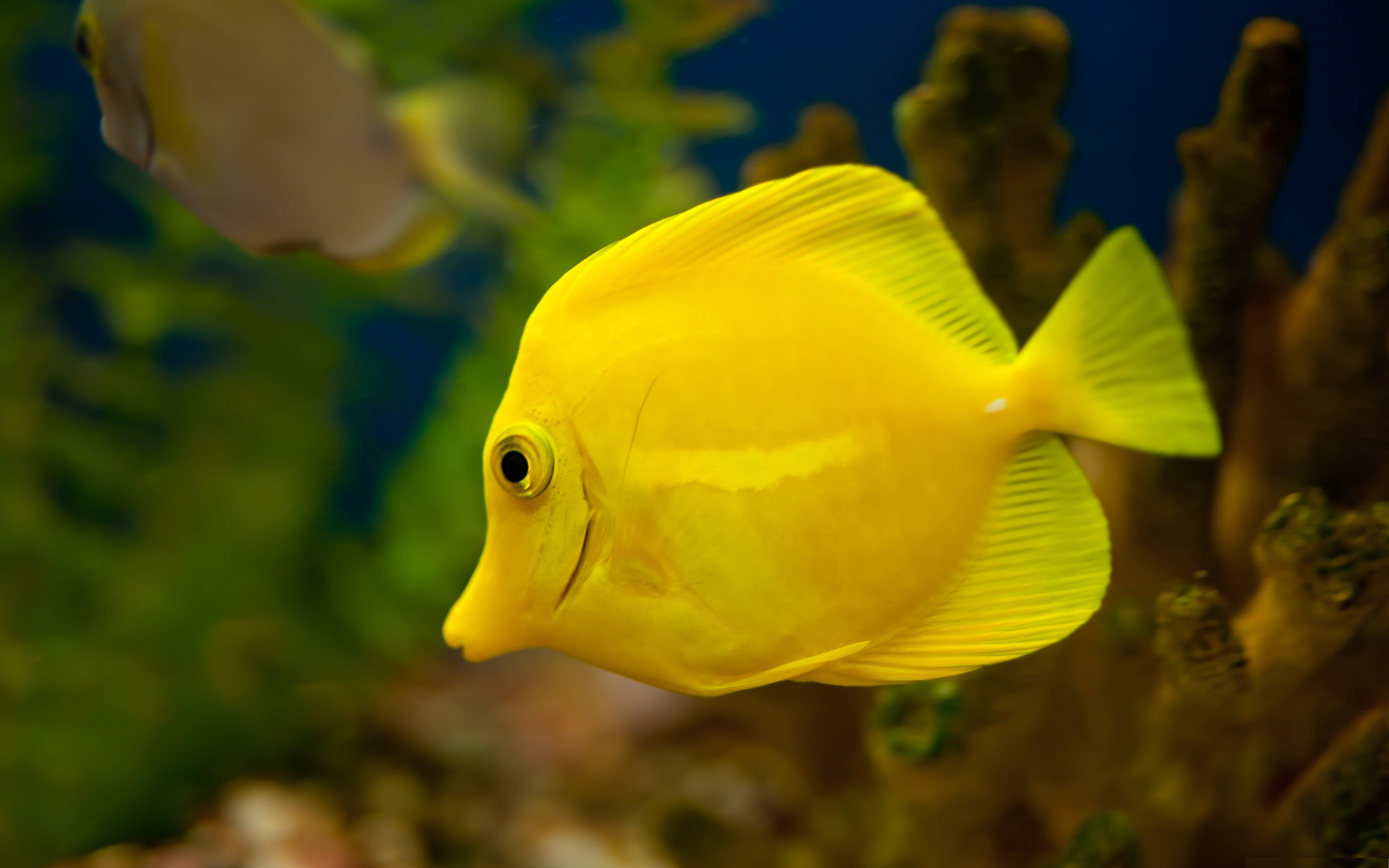 Free download | HD wallpaper: fish, yellow, 4k, 8k, animla, HD ...