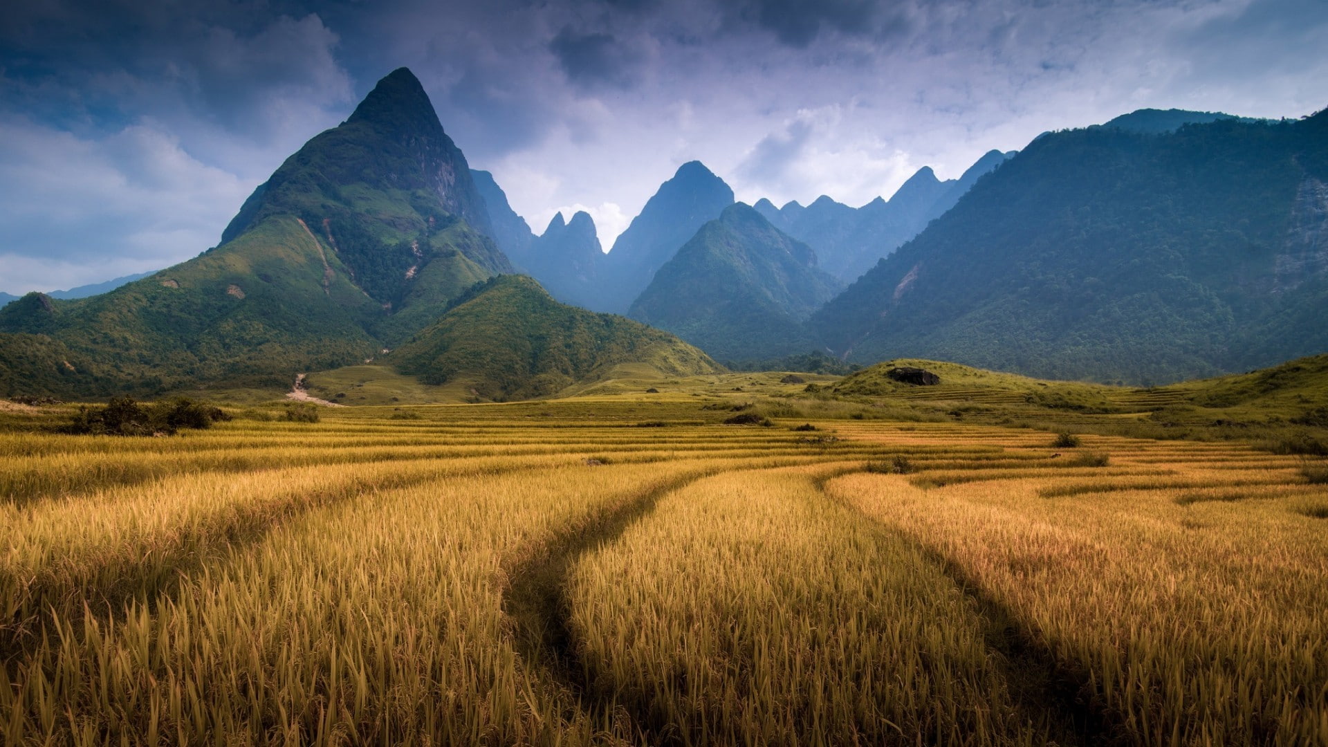 Nature, Landscape, Mountain, Clouds, Vietnam, Field, Trees, Forest, Spikelets, Hill