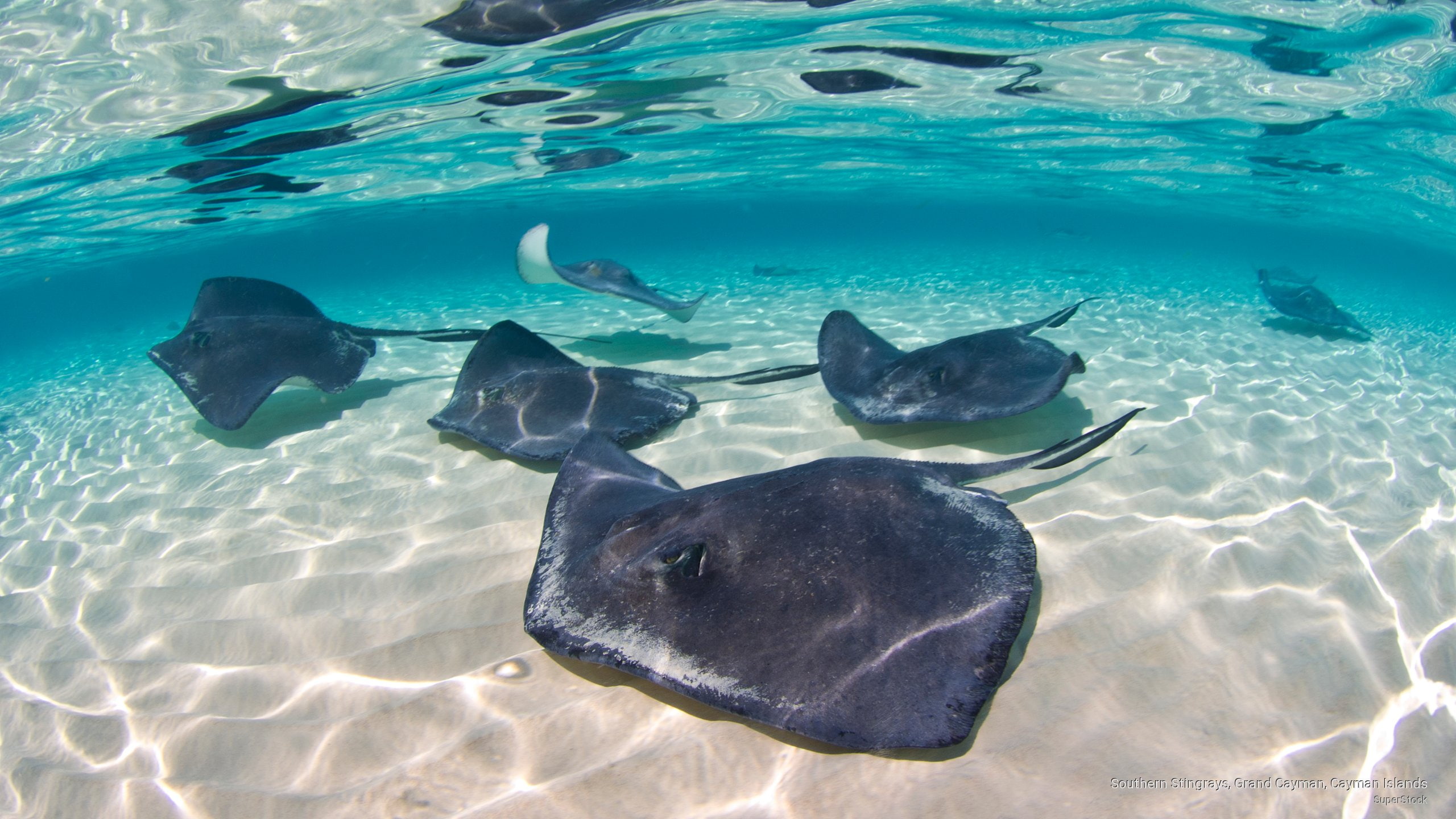 Southern Stingrays, Grand Cayman, Cayman Islands, Ocean Life