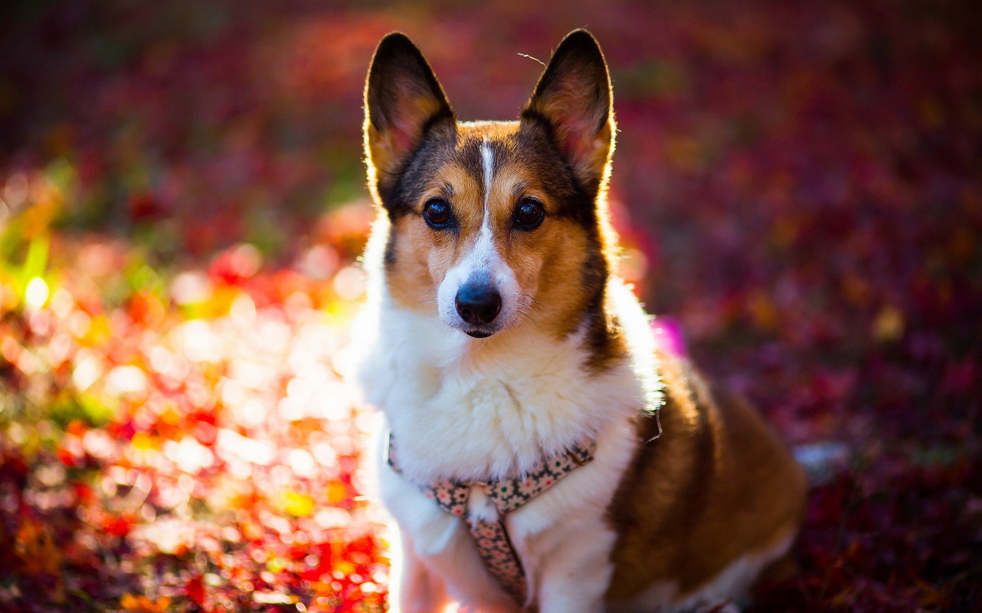 corgi