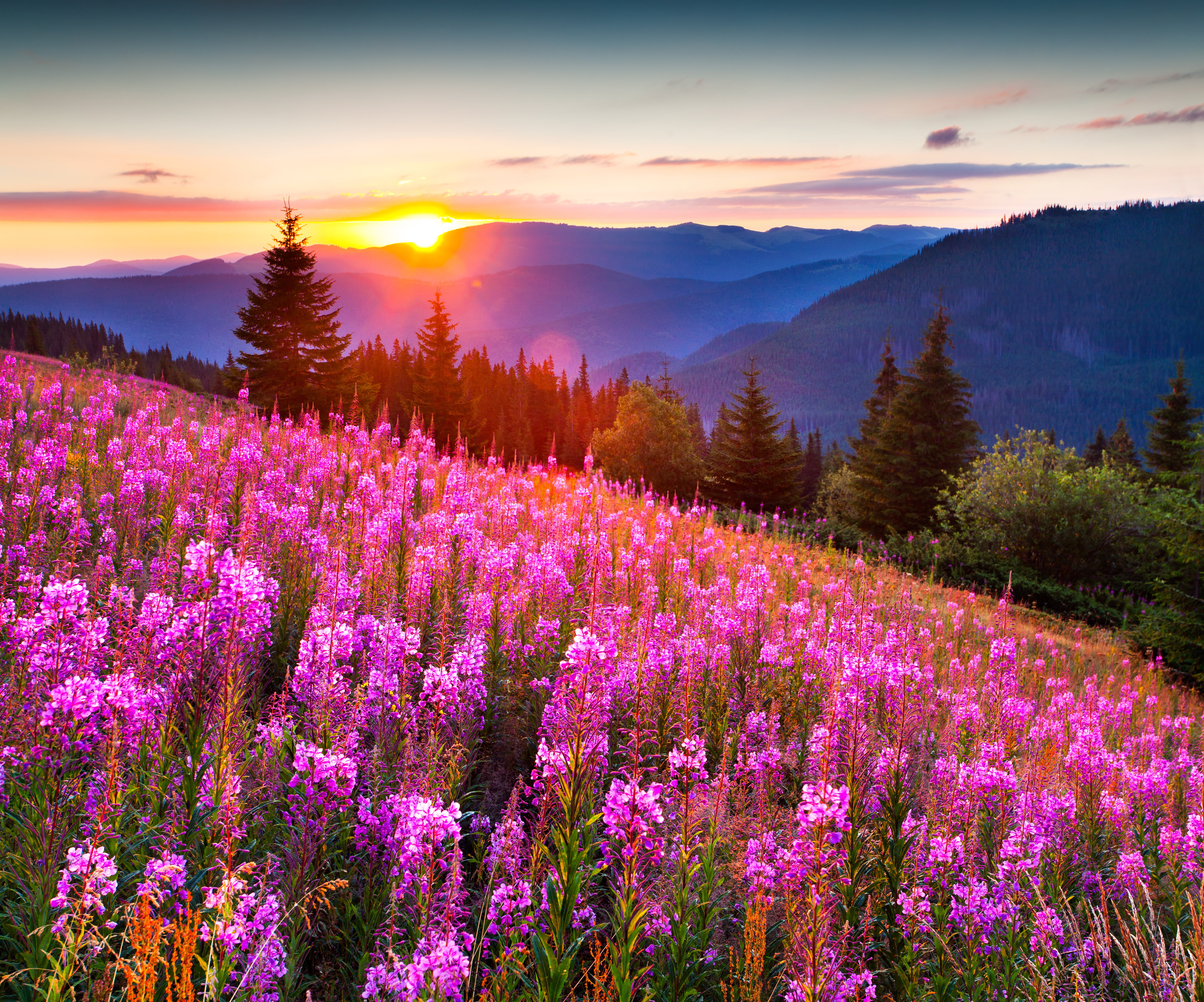 purple flowers, the sky, grass, sunset, mountains, landscape
