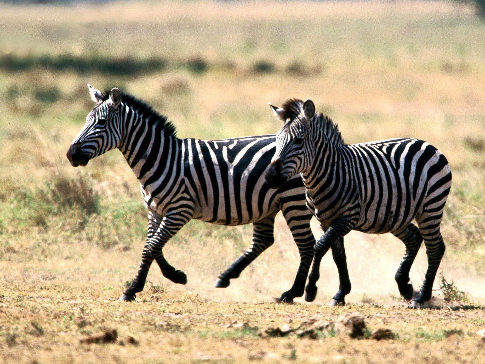 Zebra, Animal, Horse, Black And White, Running