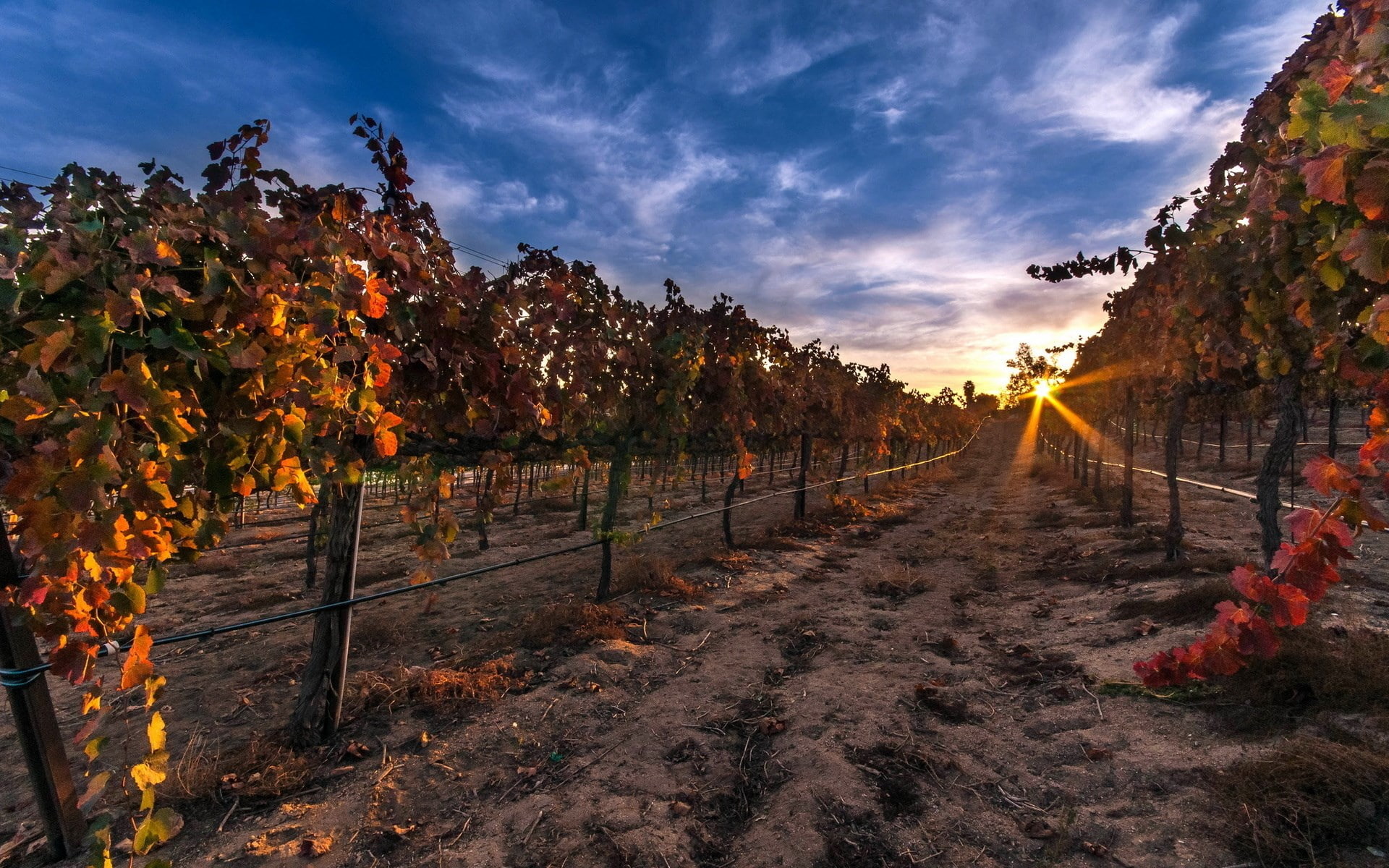 vineyard