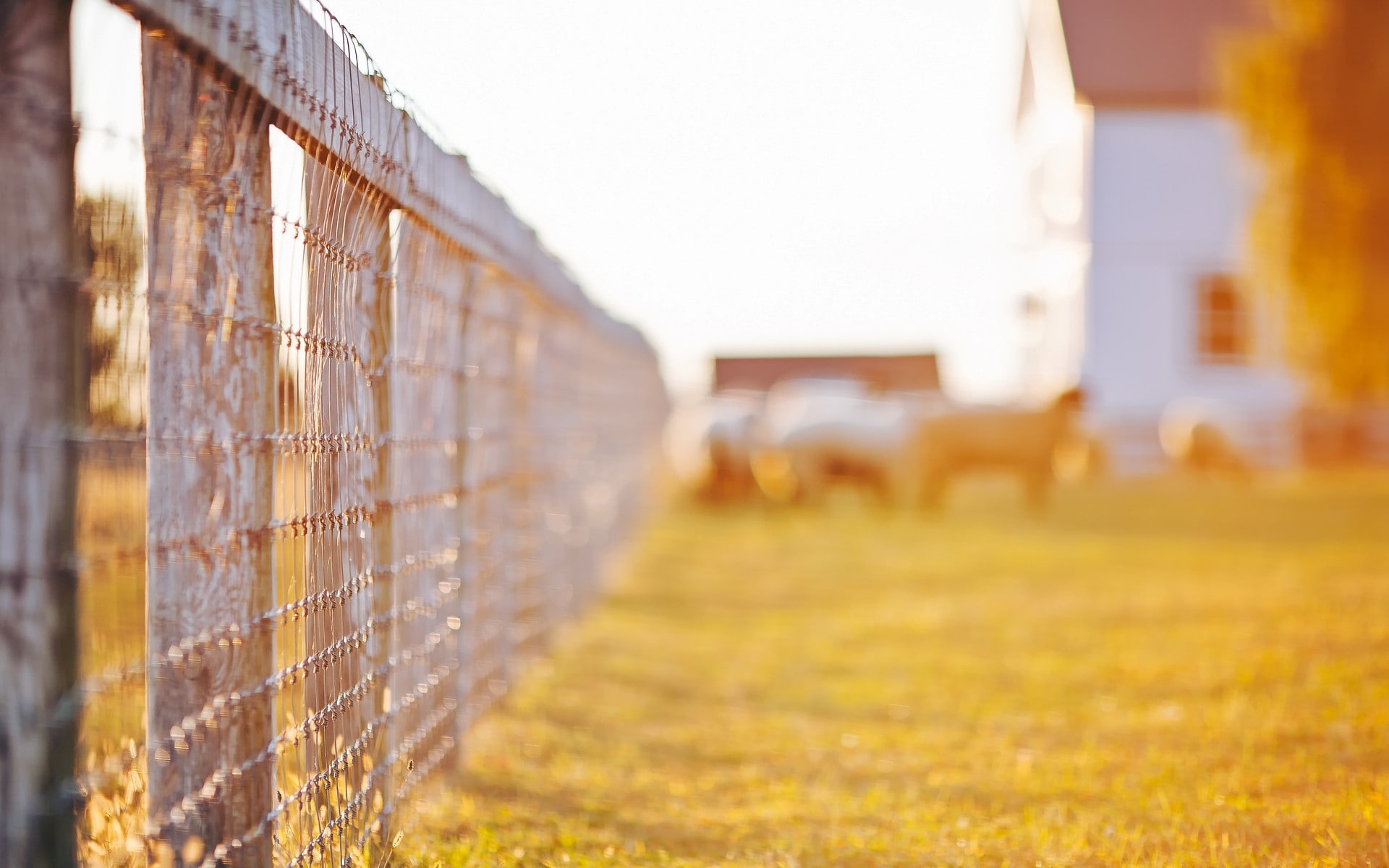 Tence, Sun Day, Macro, fence, fencing, Nature, grass, trees, leaves