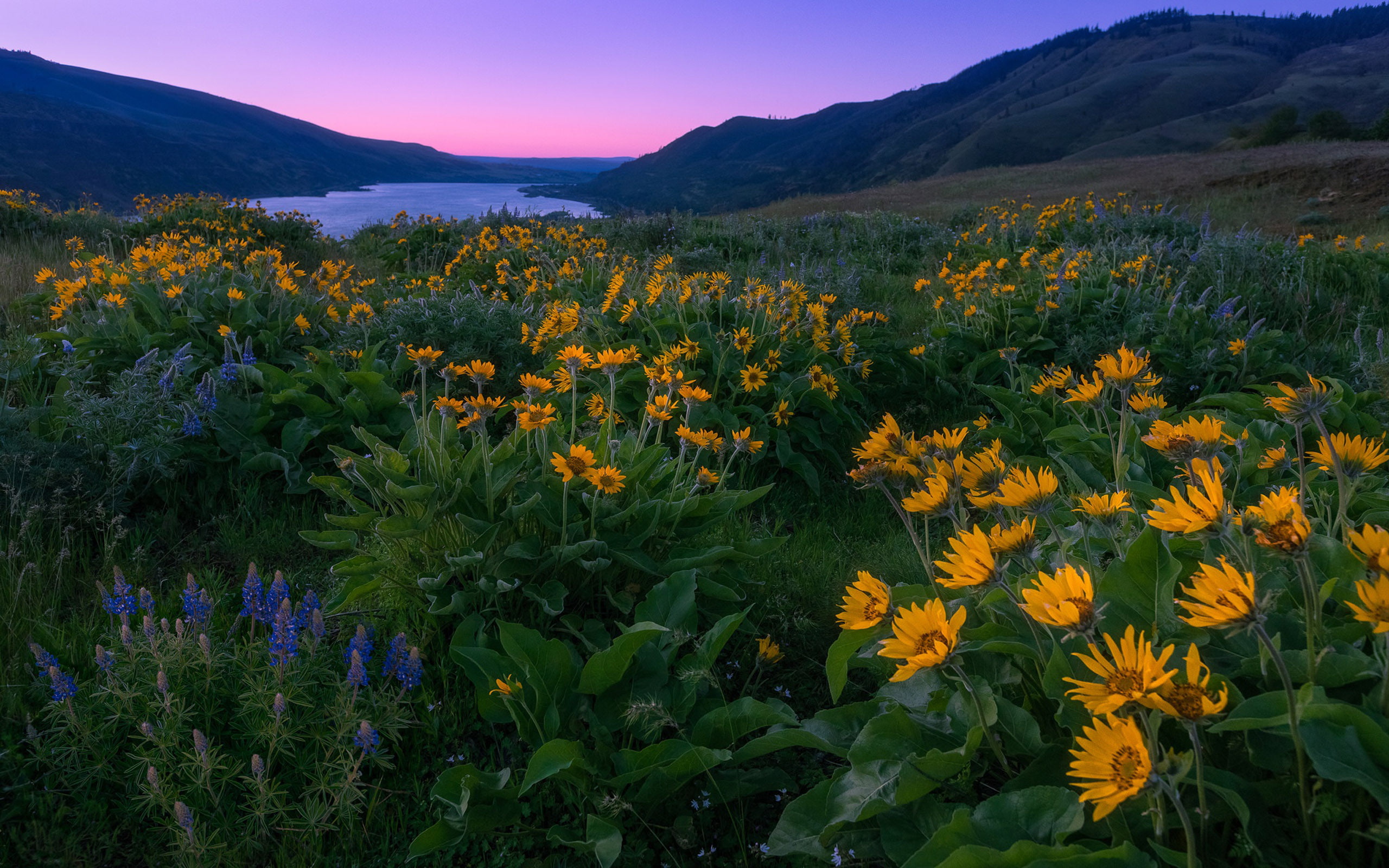 Columbia River And North America Sunset Spring Yellow And Blue Wild Flowers Mountains Landscape Wallpaper For Desktop 2560×1600
