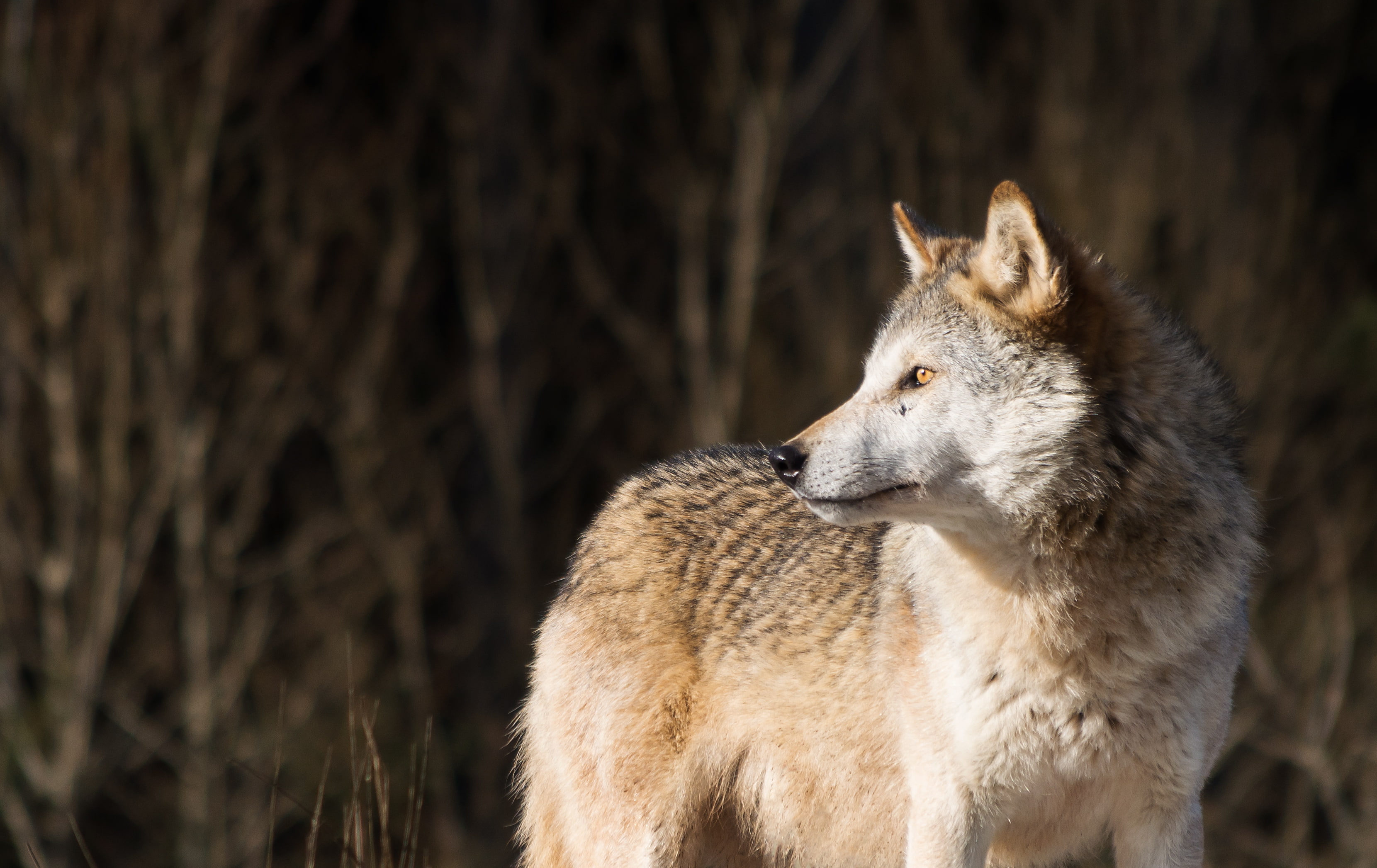 look, wolf, predator