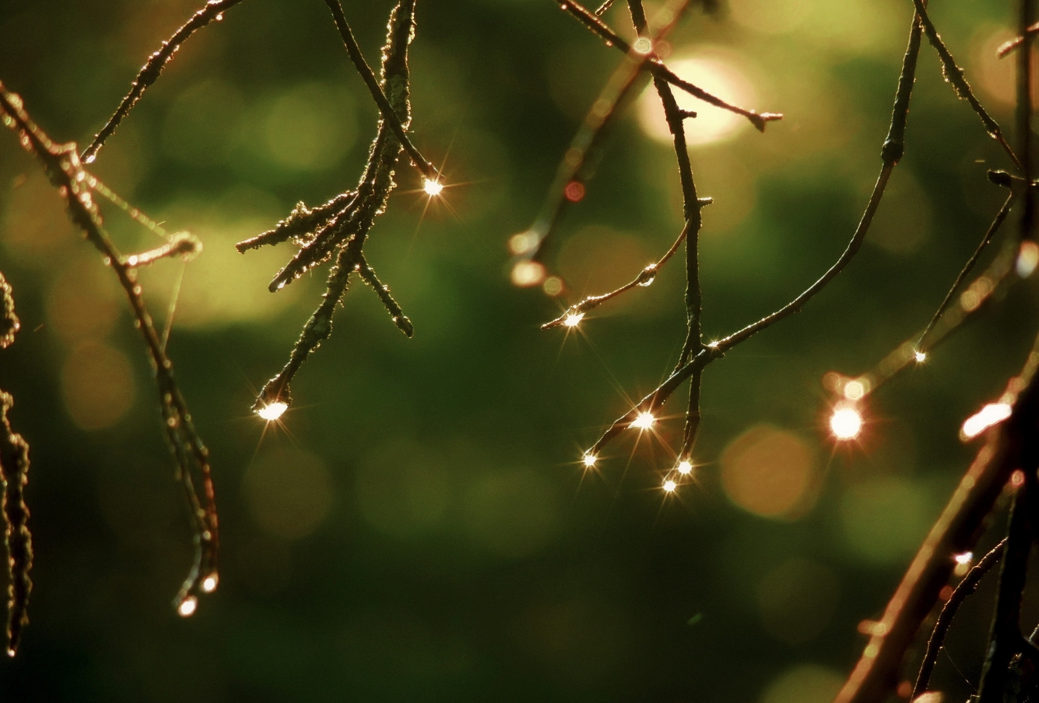 drops, macro, branches, nature, bokeh