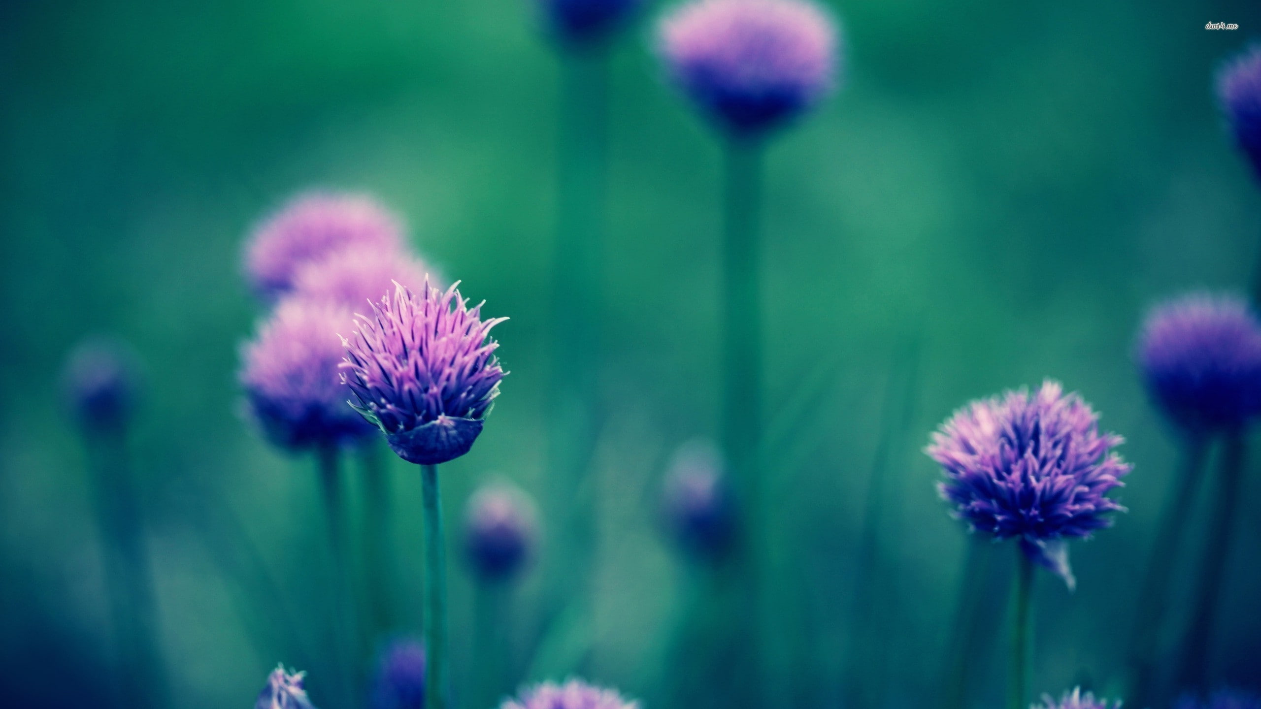 flowers, purple flowers, depth of field, flowering plant, growth