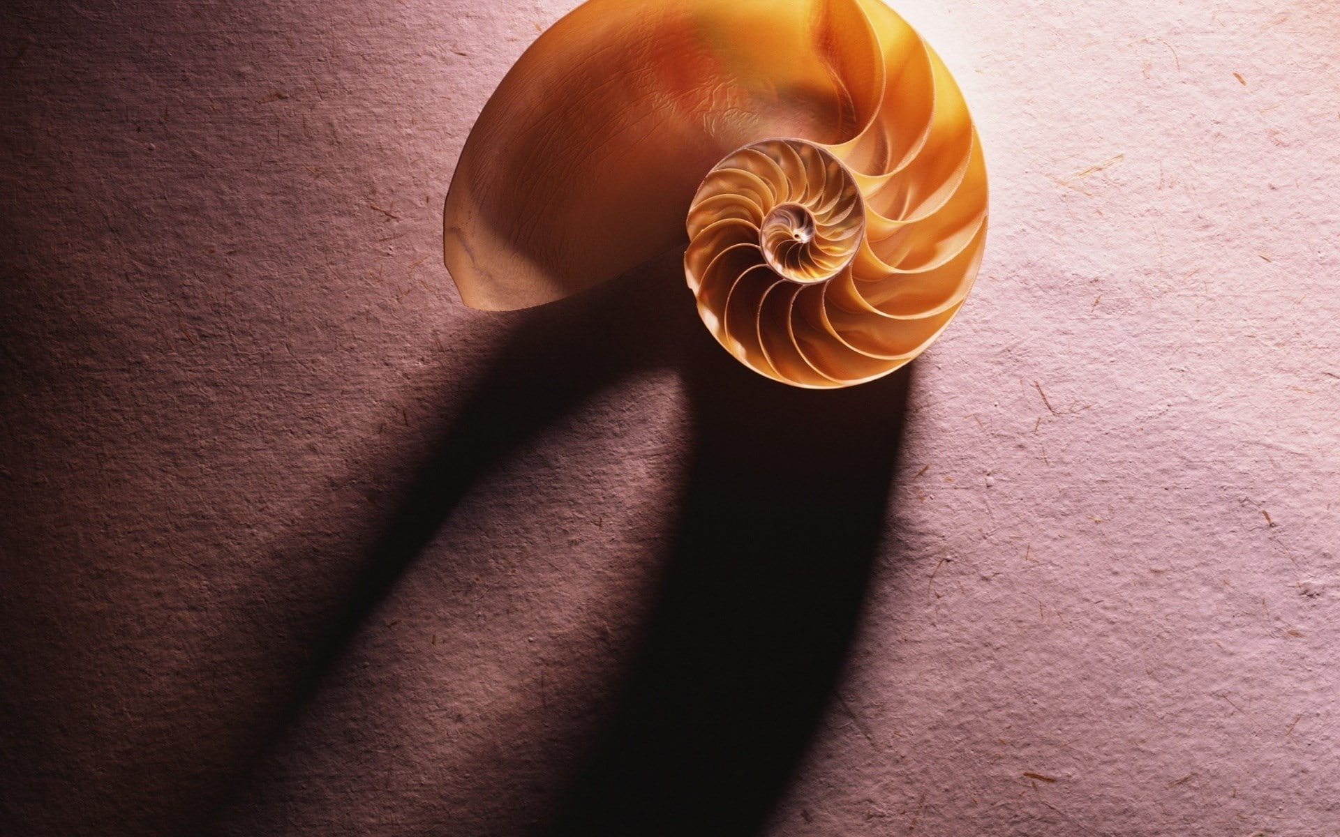 shell