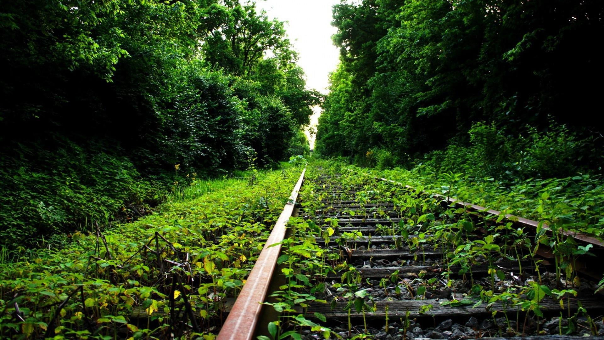 railroad, track, green, nature, path, railway, leaf, forest