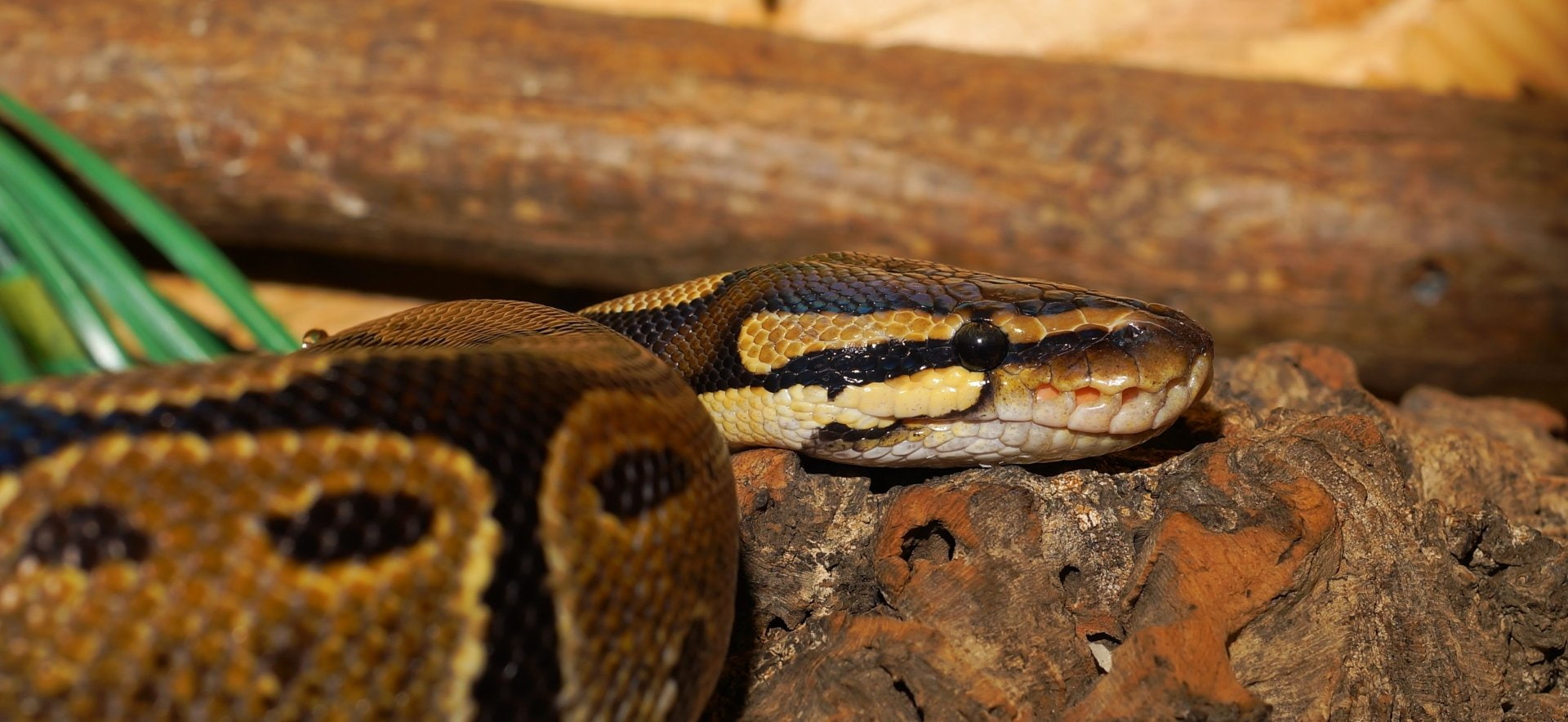 Reptiles, Python, Ball Python, Snake