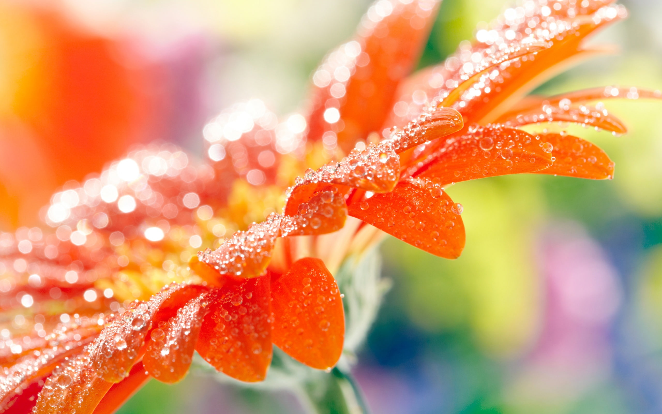 Orange gerbera flower petals, water drops, macro photography