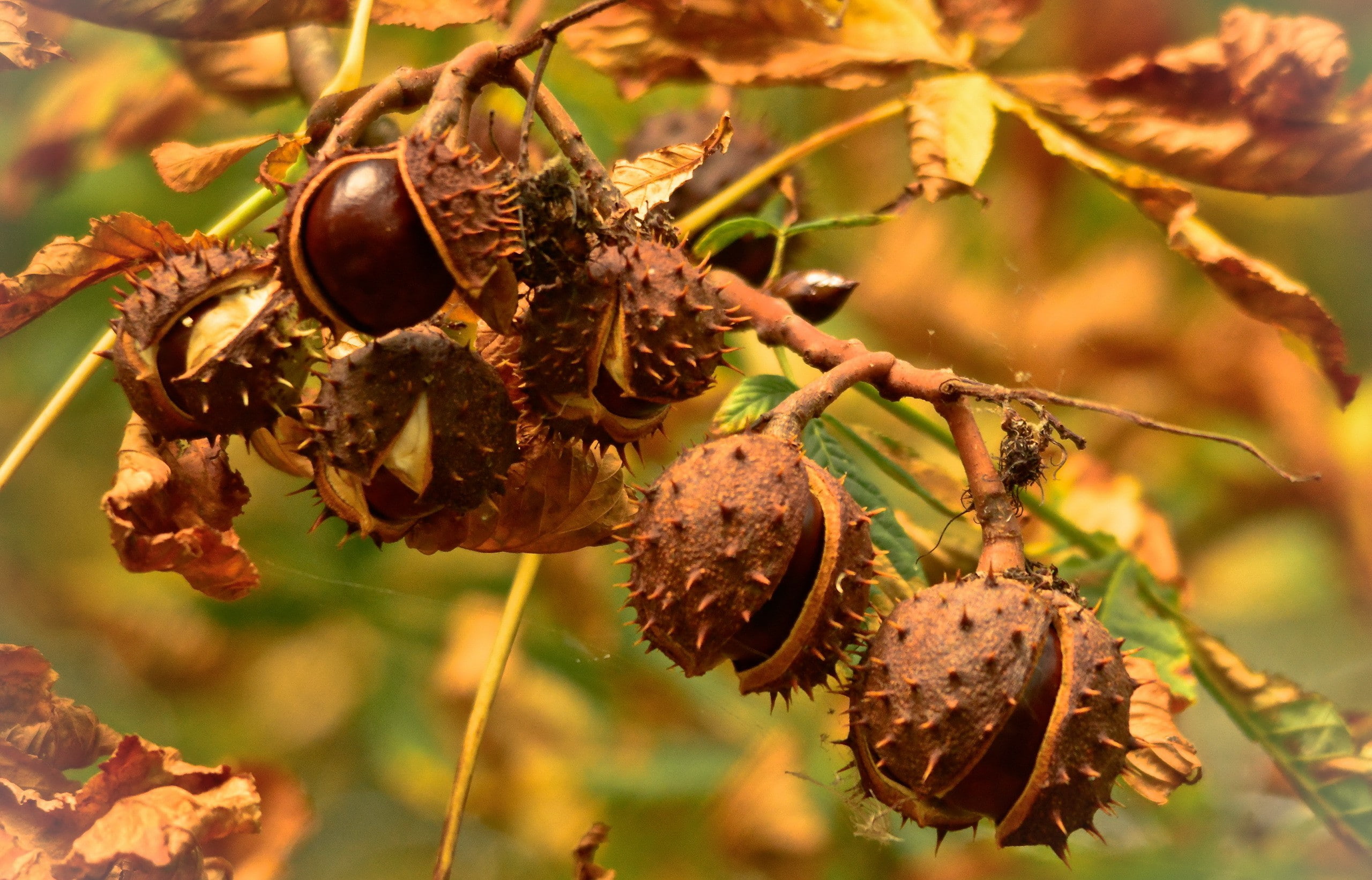 Chestnuts, Autumn, Nature