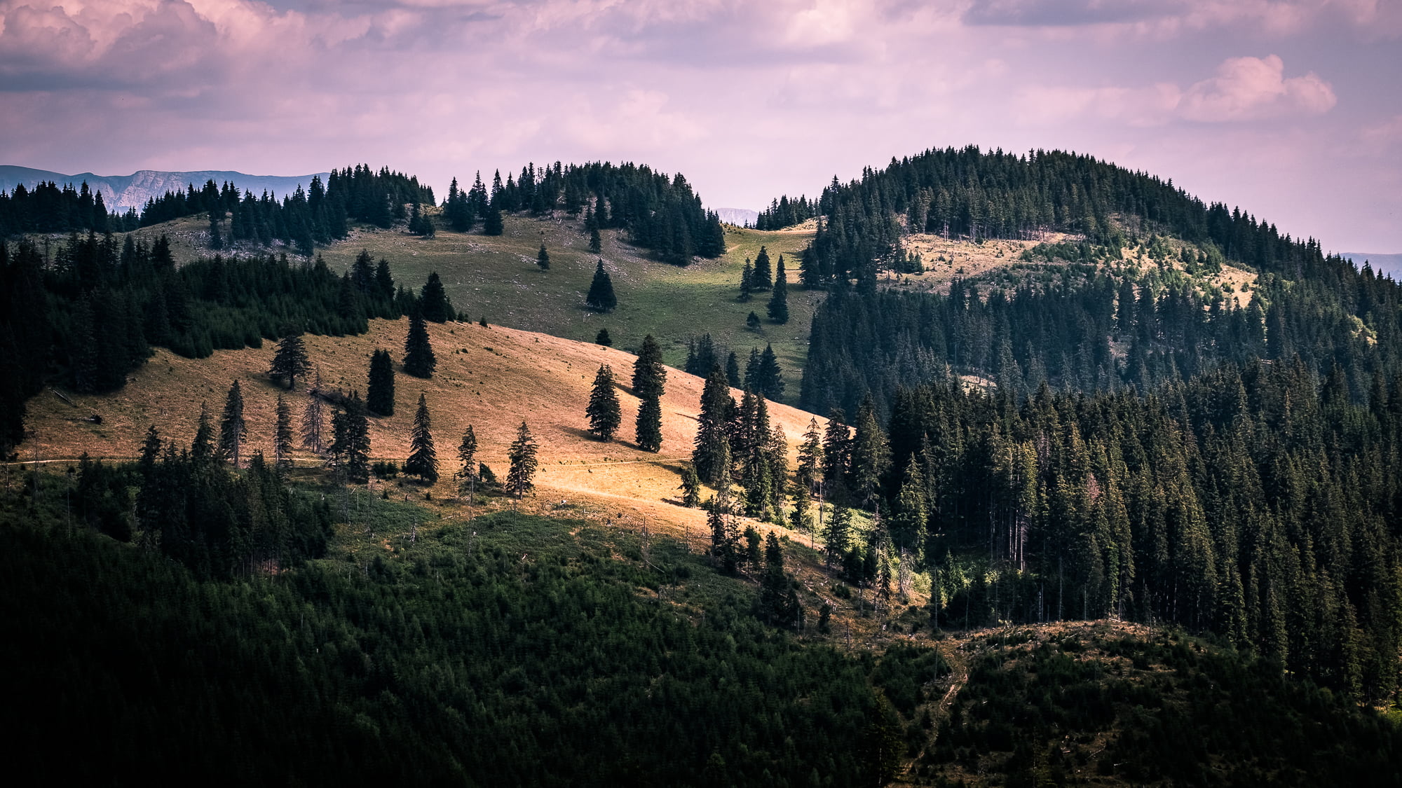 landscape photography of green trees, southern carpathians, romania, southern carpathians, romania