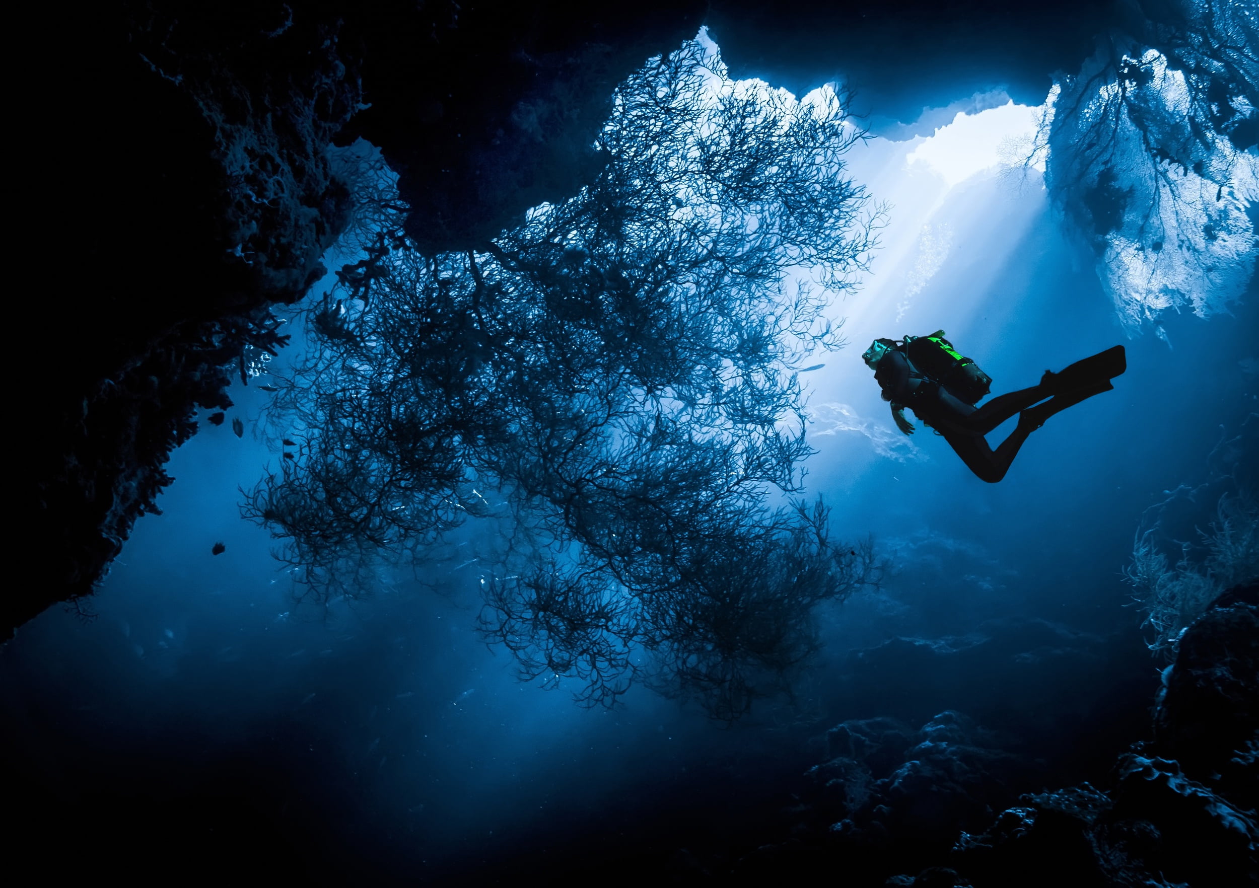 diver digital wallpaper, sea, water, the ocean, people, under water