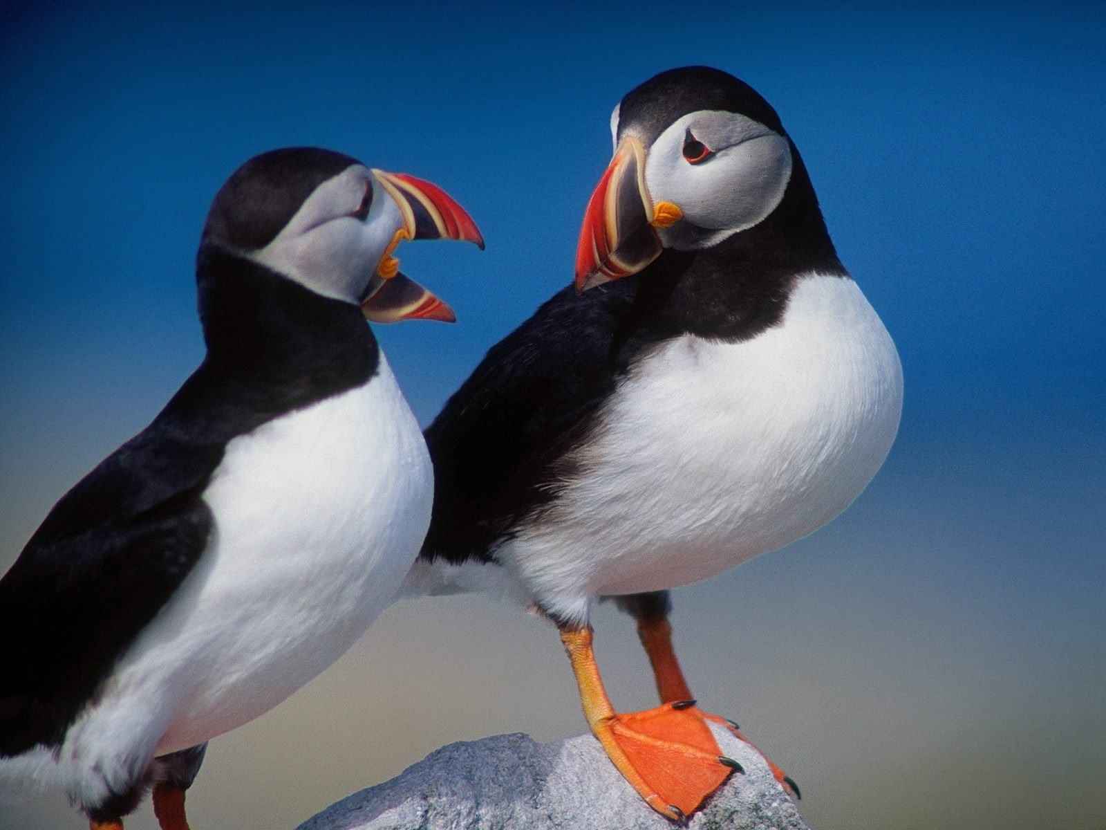 Puffin