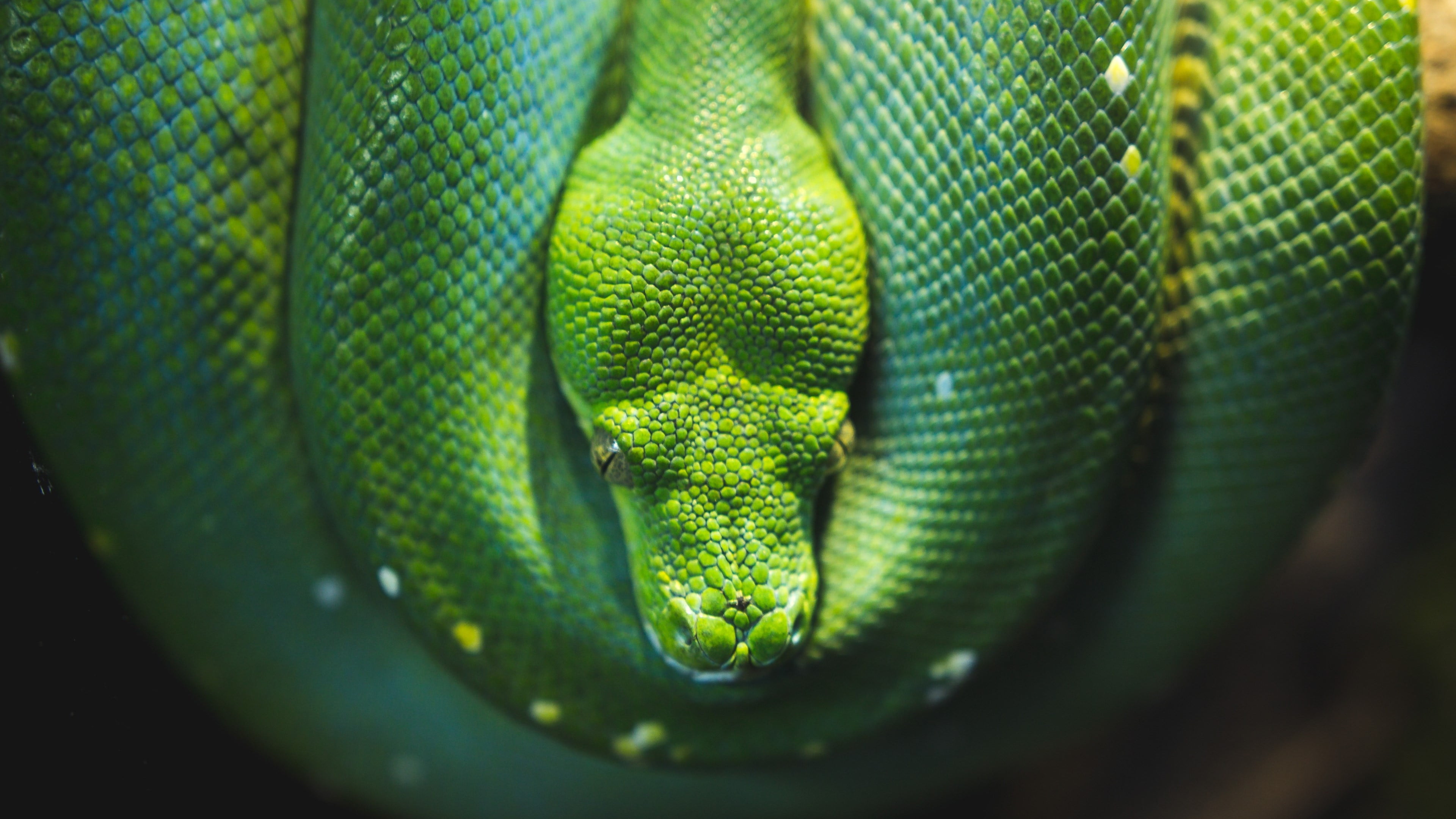 Snake, Python, Reptile, Wildlife