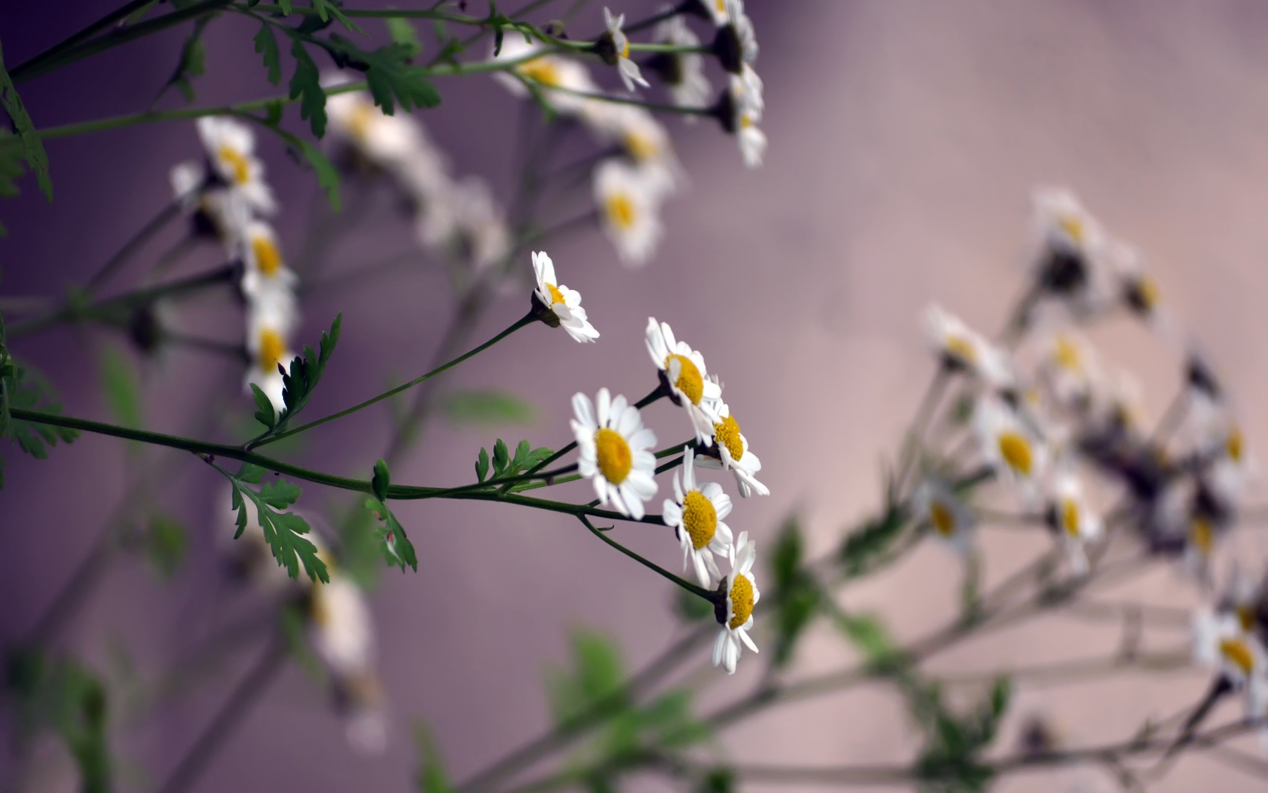 Daisies, small white flowers, yellow white daisies