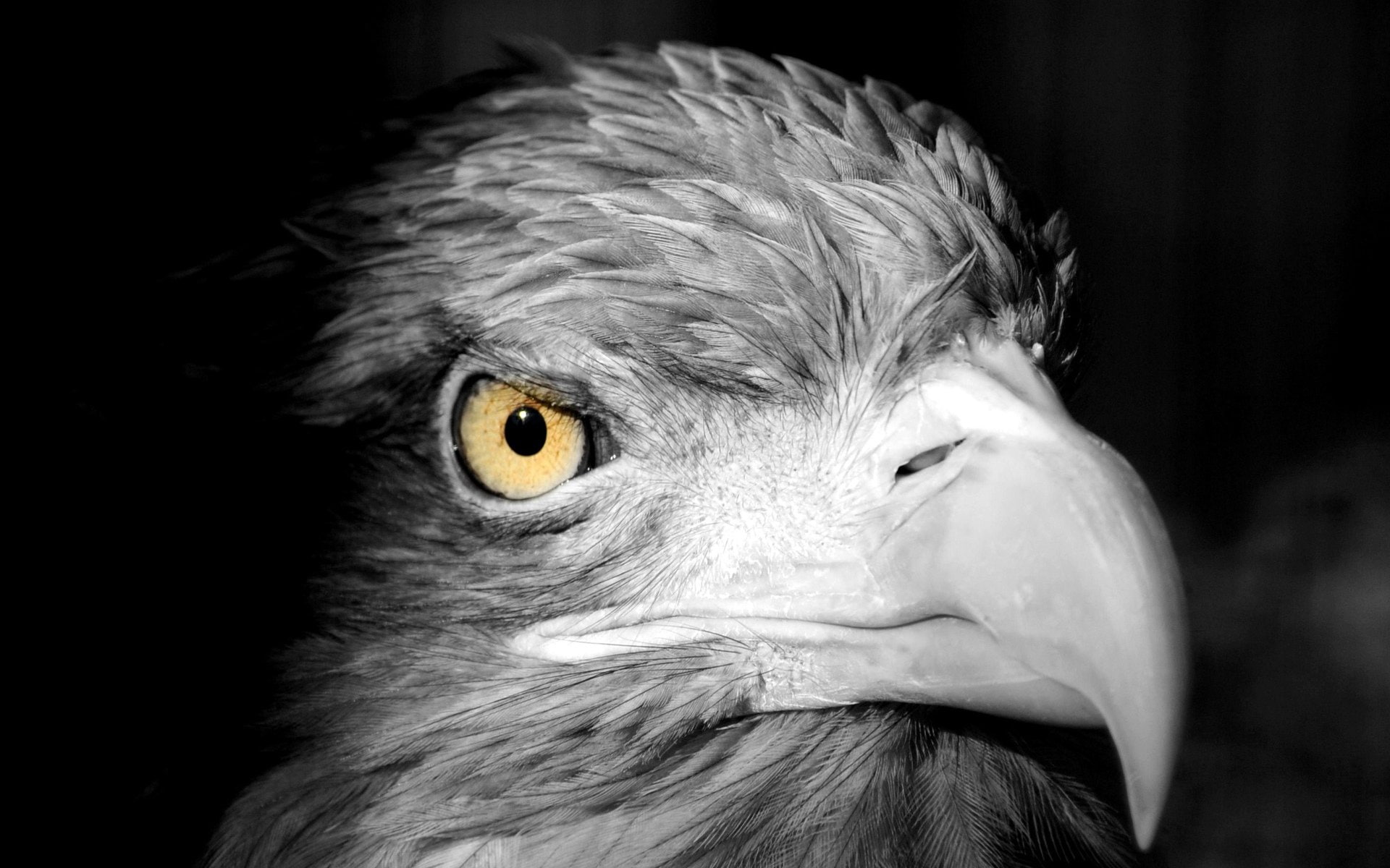 Birds, Eagle