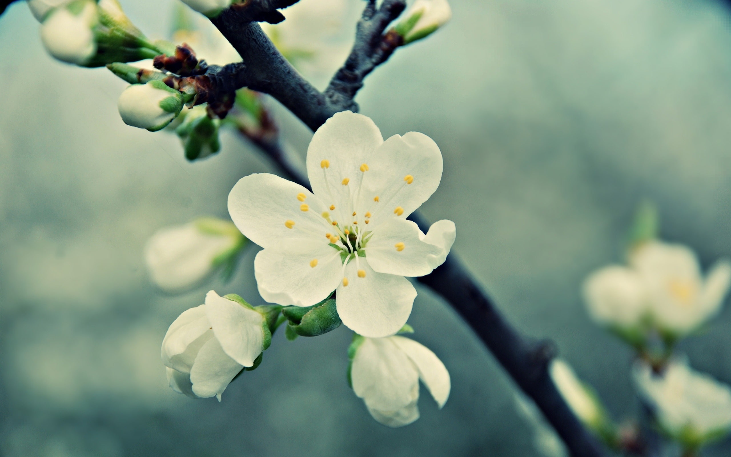 White cherry flowers, spring, bloom, petals