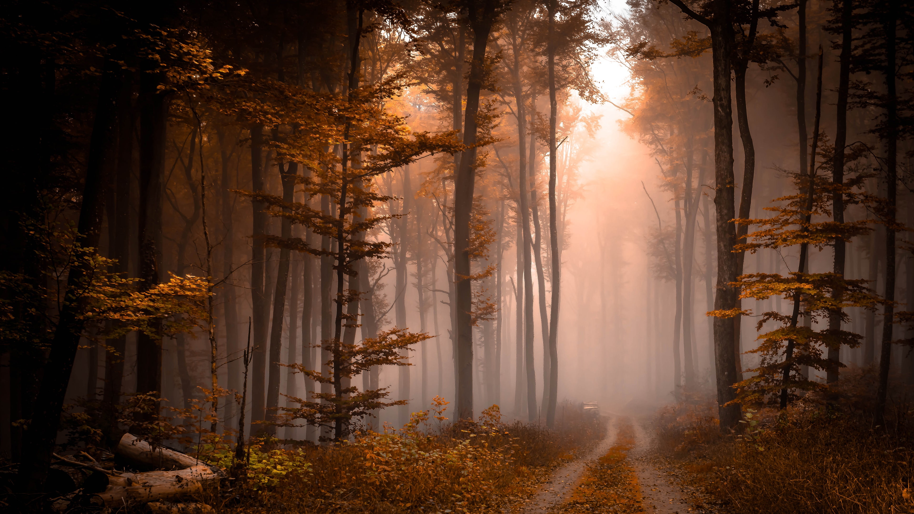 mist, fog, path, forest path, autumn, foggy, pathway, woods