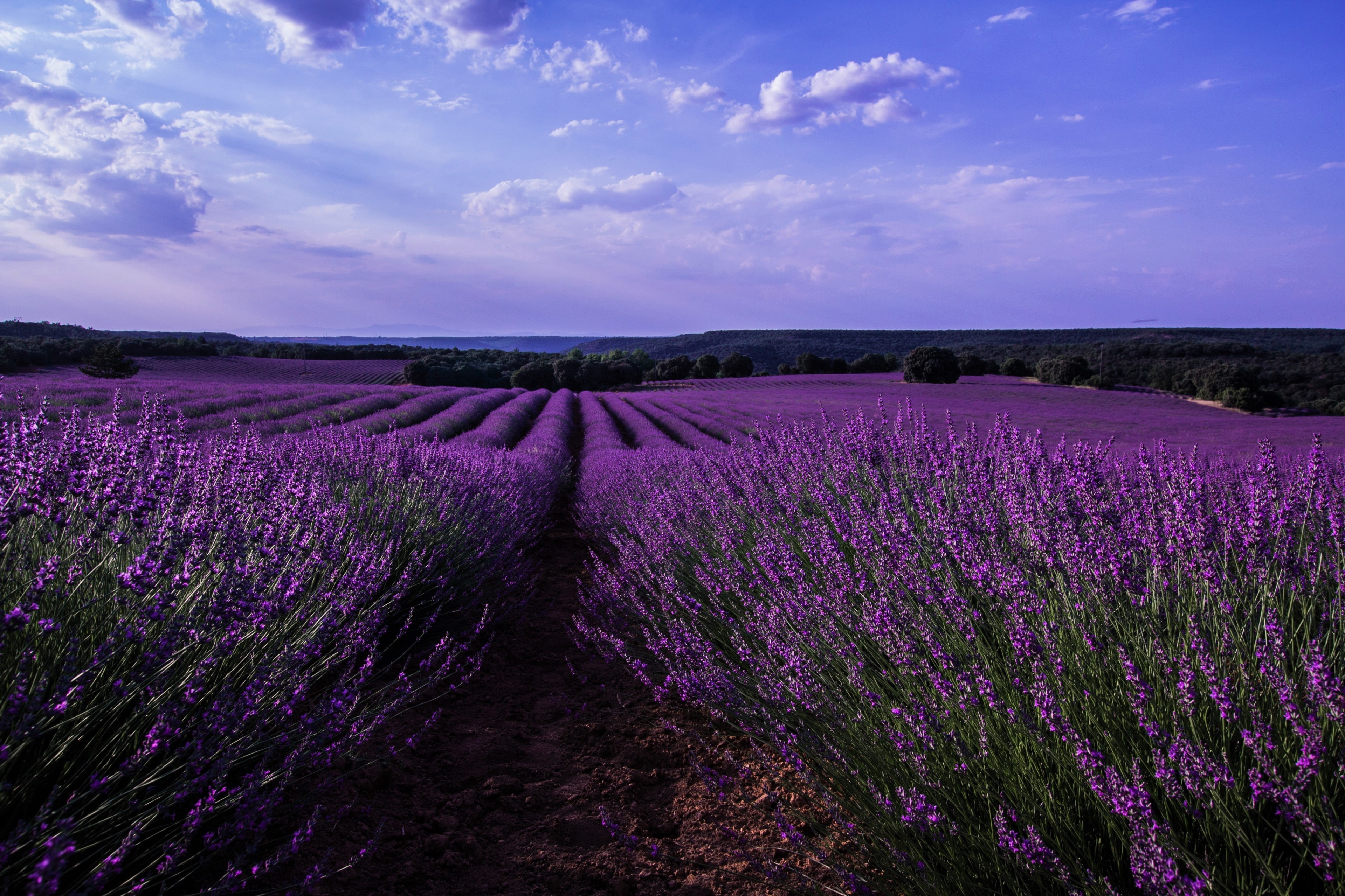 lavender 4k desktop  high resolution, flower, beauty in nature