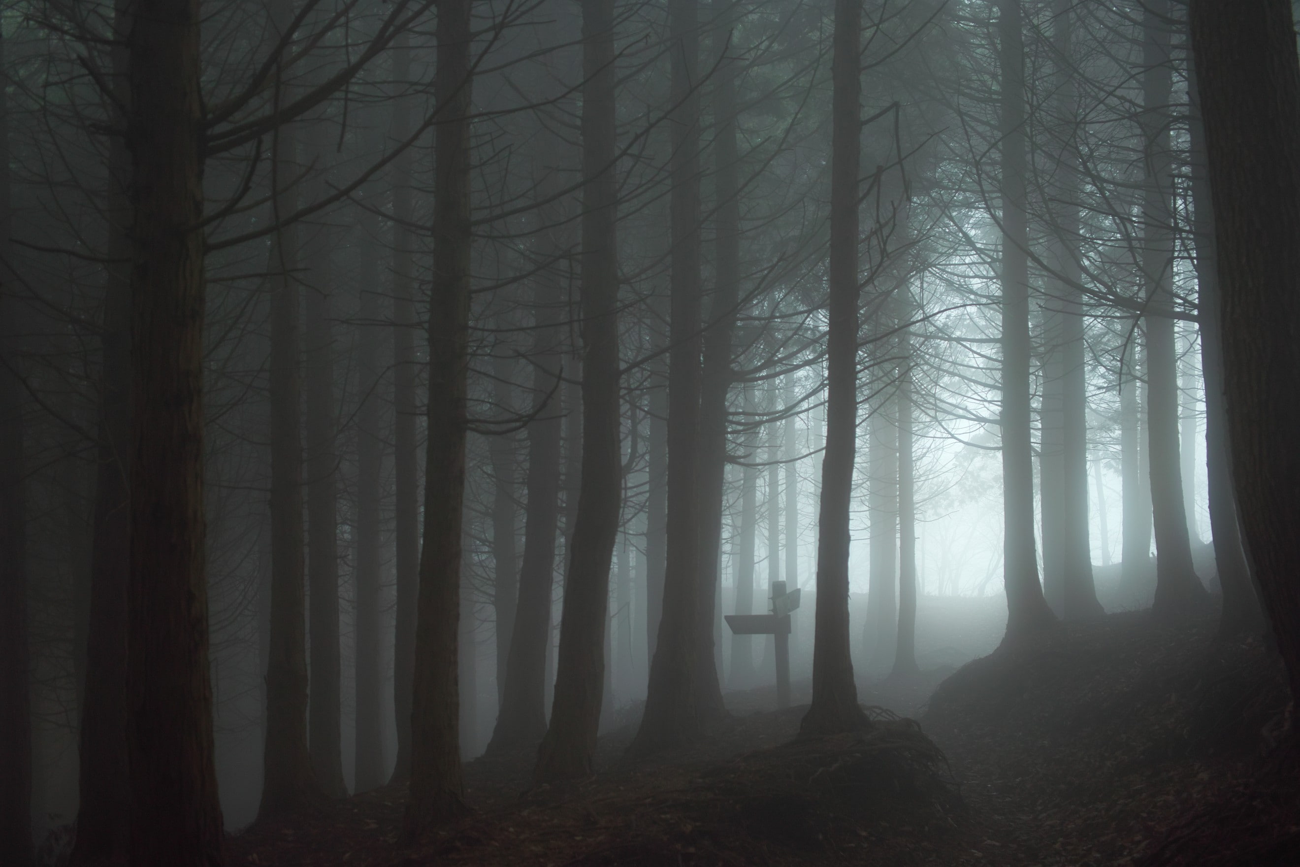 forest, mist, spooky