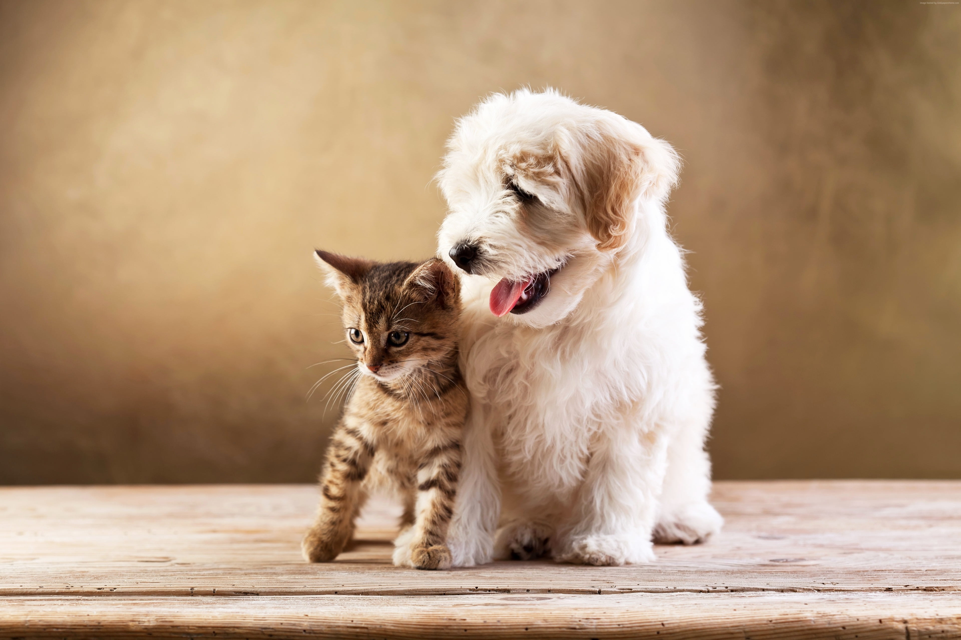 cat amp dog 4k wallpaper picture, domestic, pets, animal themes