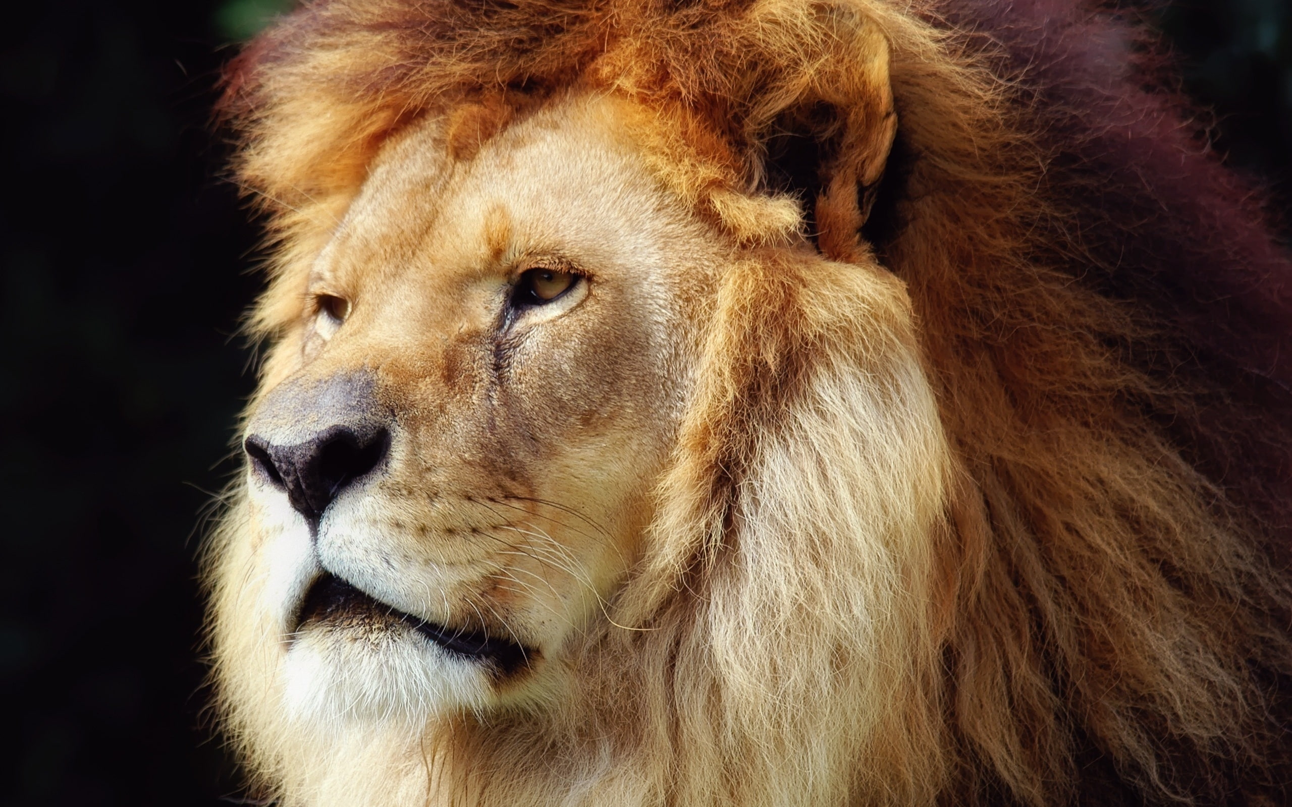 Lion Face, king of savana