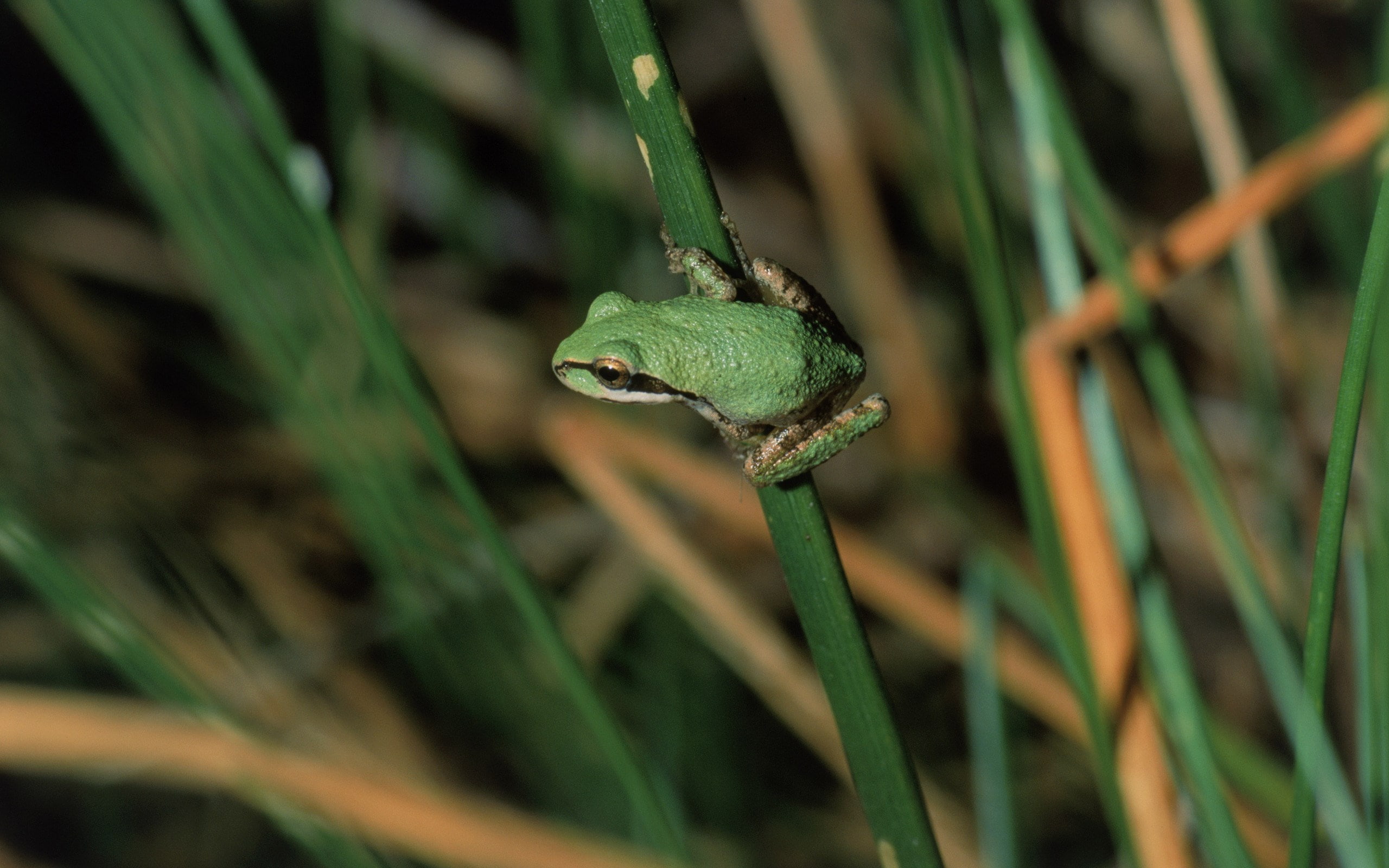 tree frog