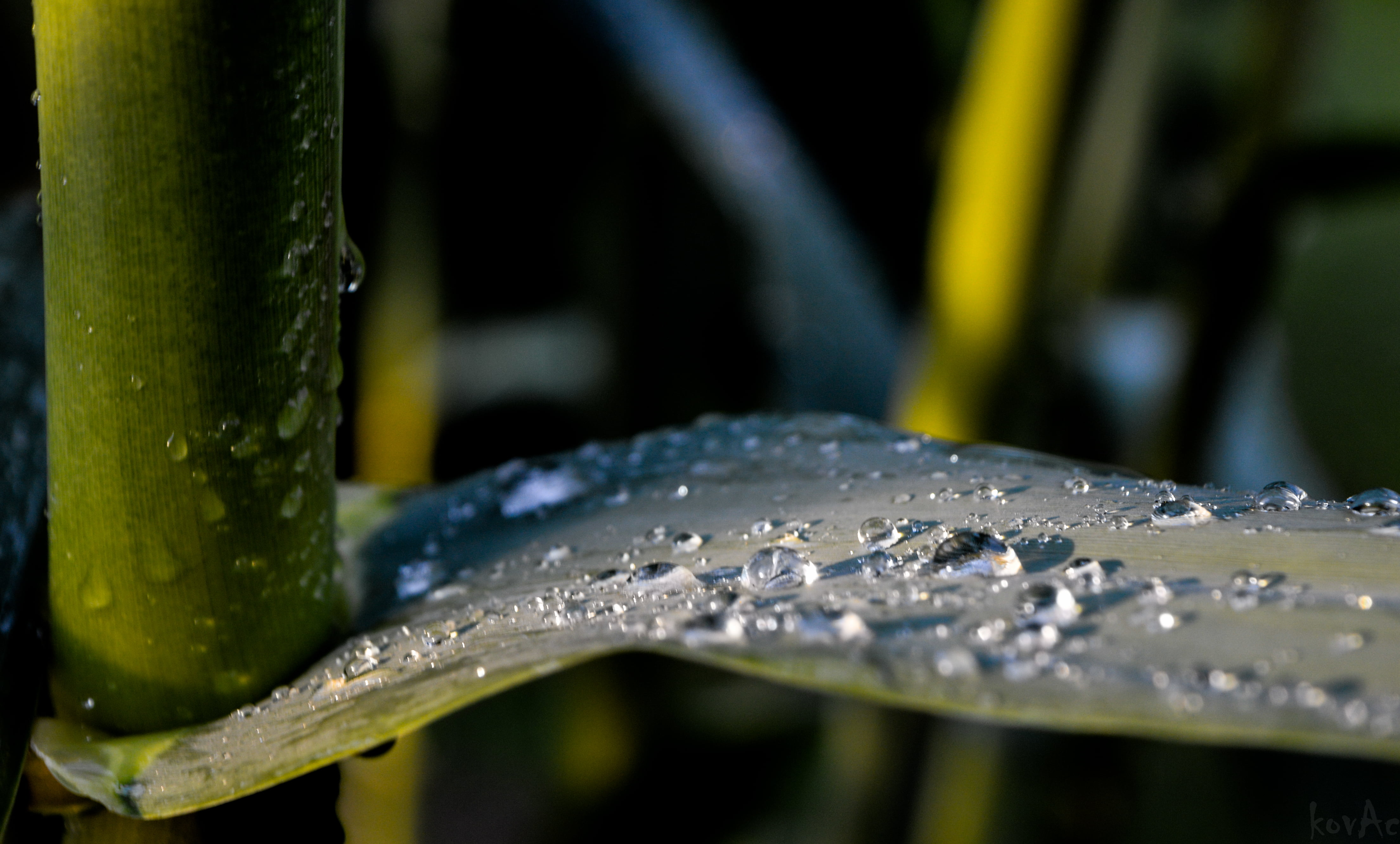 green plants photography, Diamonds, bubble, water, macro, Nikon  D3200