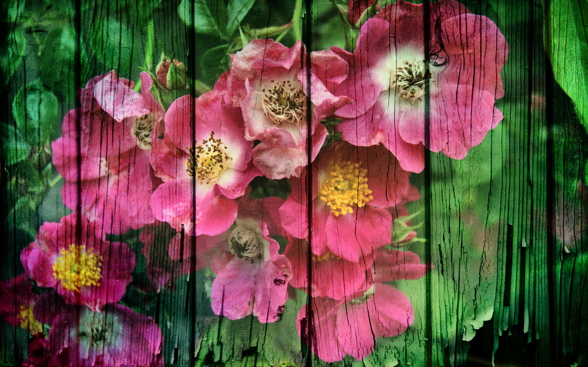 Still Life HD, white and pink wild roses 4 panel painting, photography