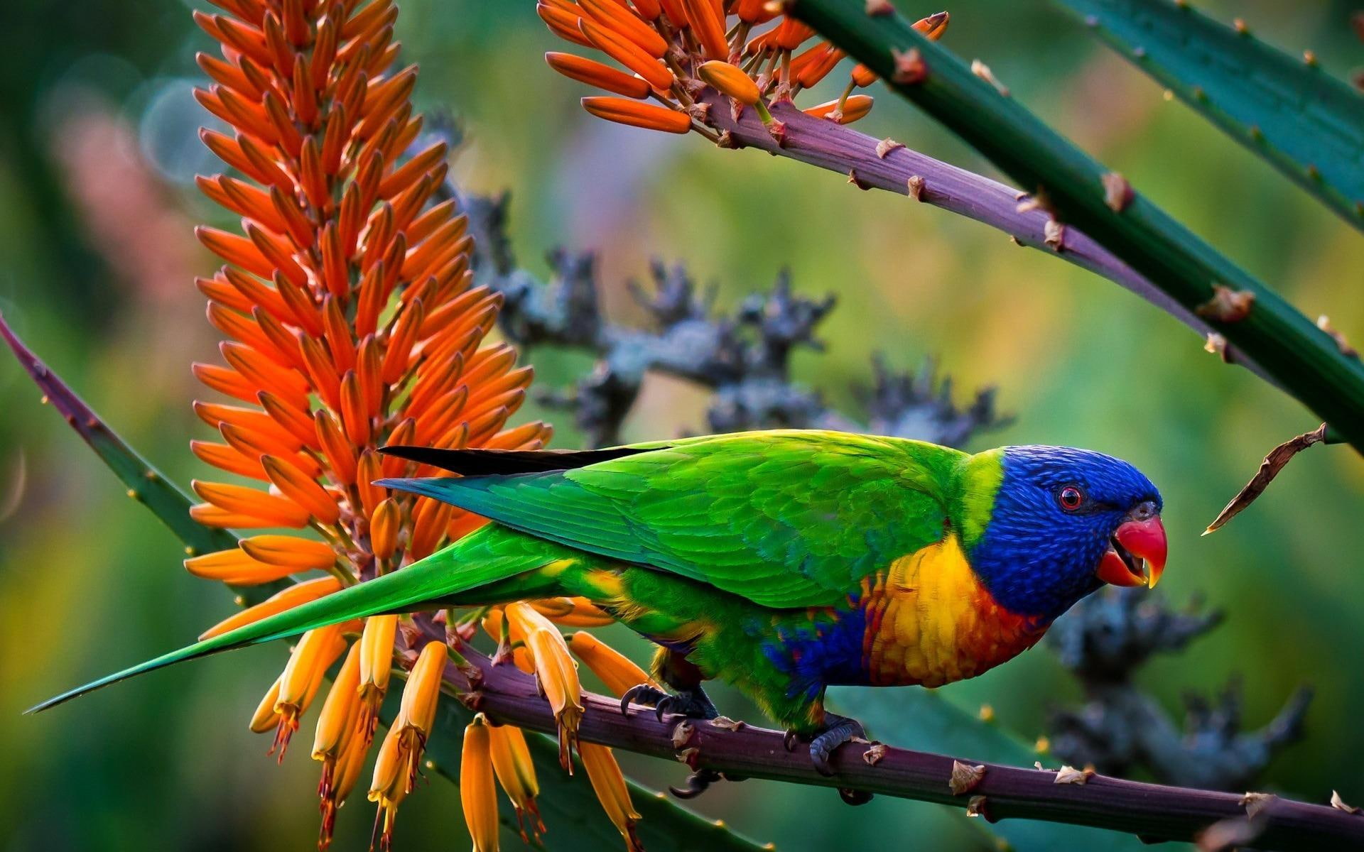 Multi-Color Parrot, animals, multicolored