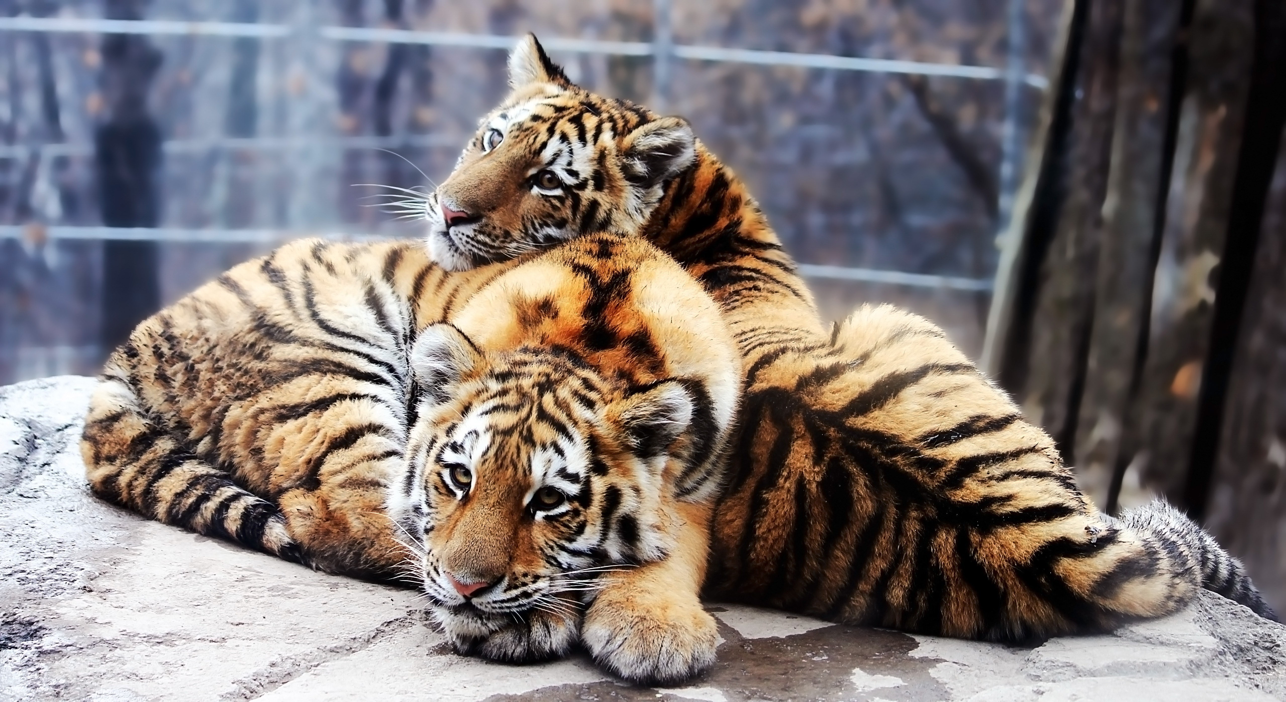 tiger