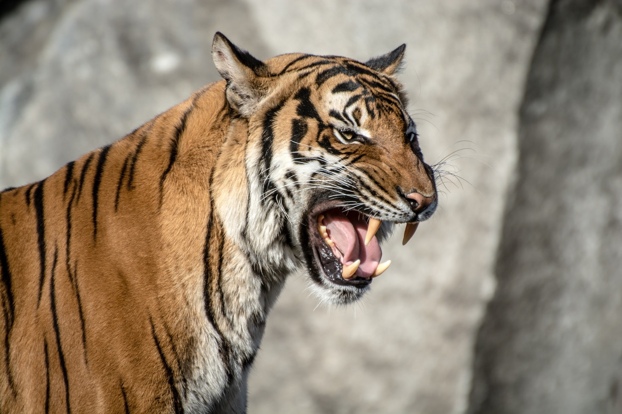 Tiger, Muzzle, Aggression