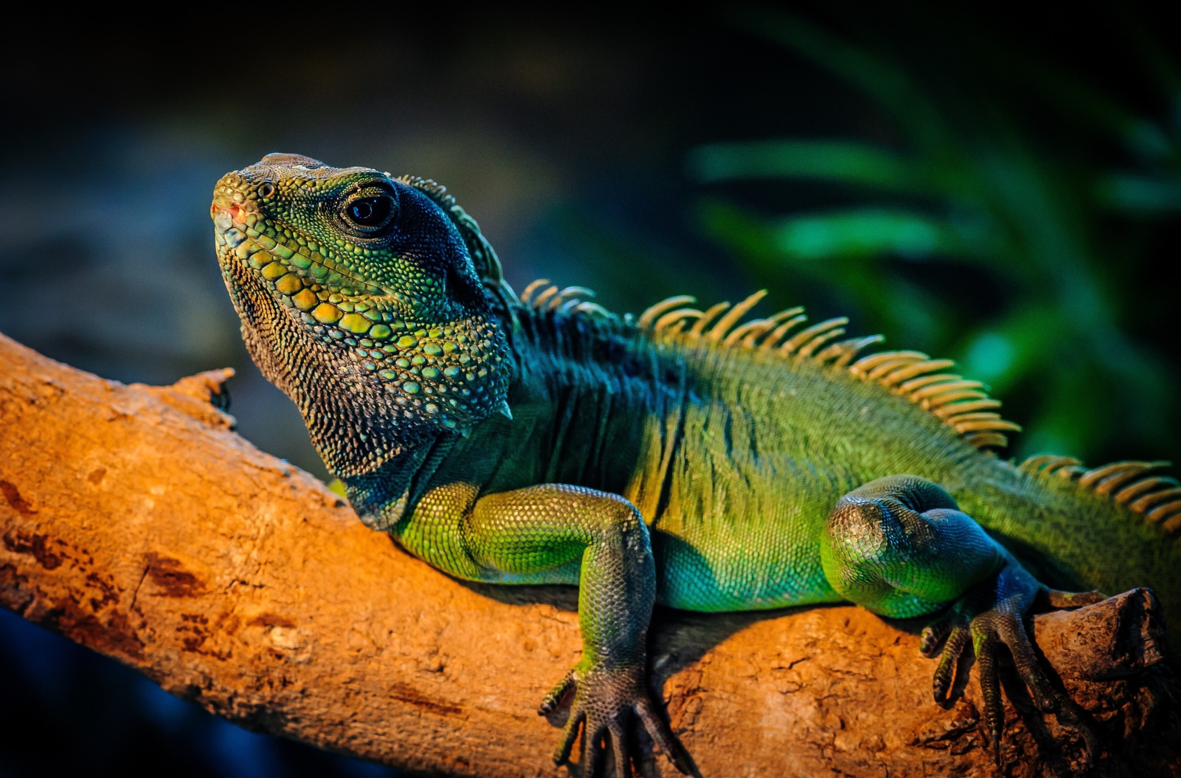 Free download | HD wallpaper: iguana 4k pc | Wallpaper Flare