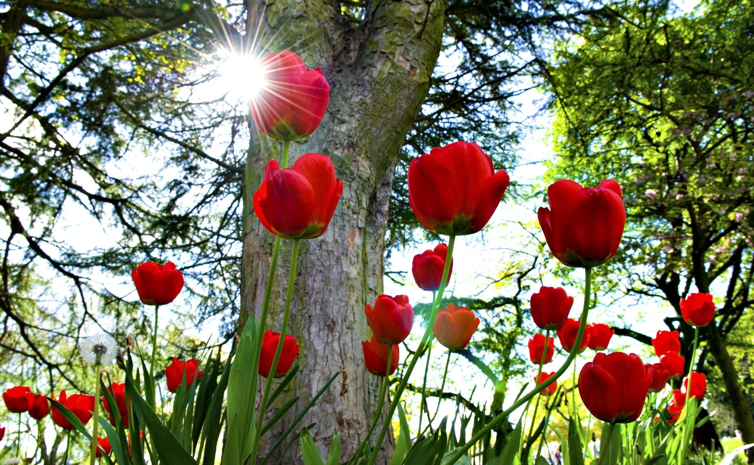 red tulip field, tulips, flowerbed, sun, park, trees, nature