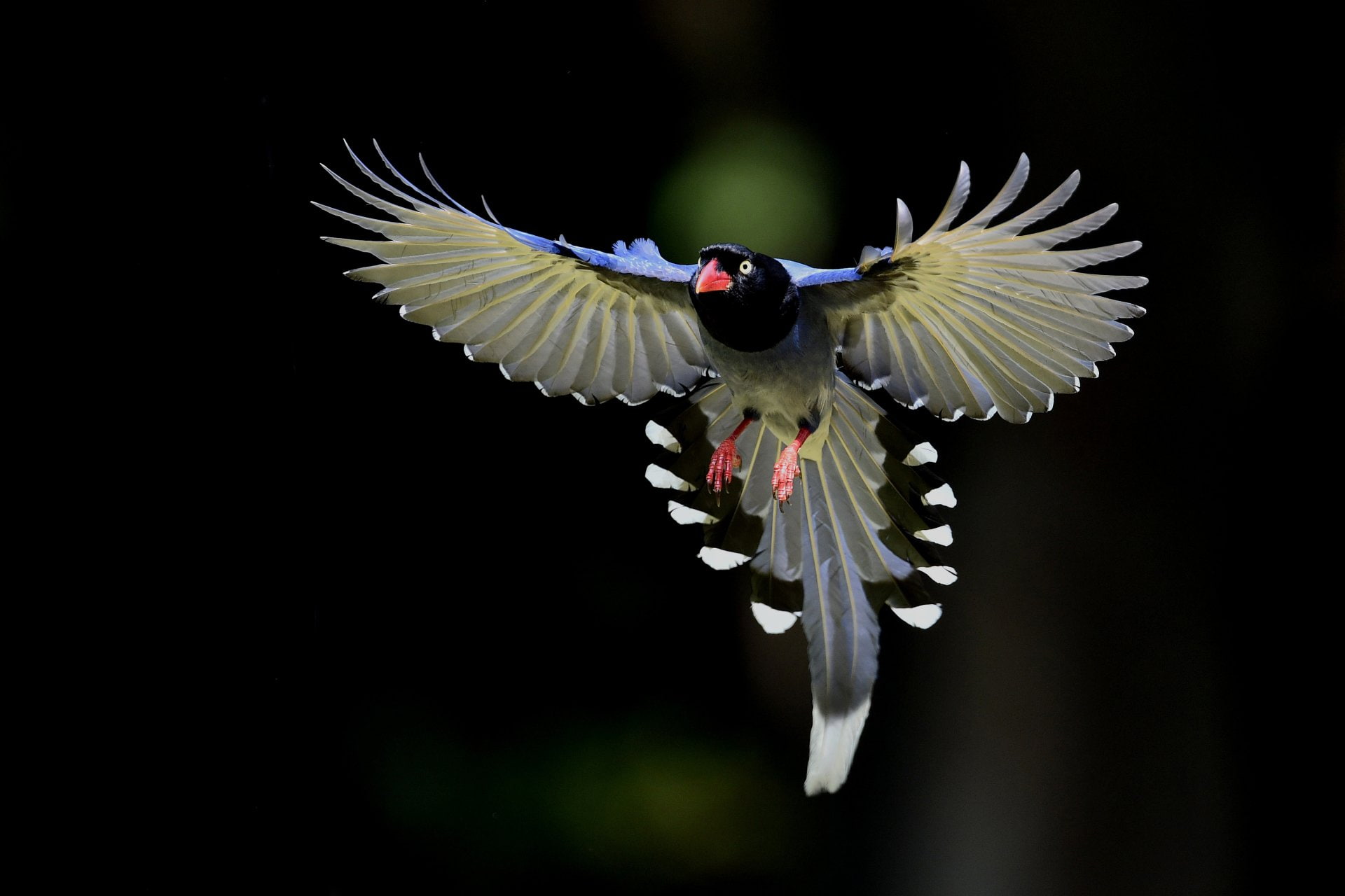 Birds, Taiwan Blue Magpie, Flight
