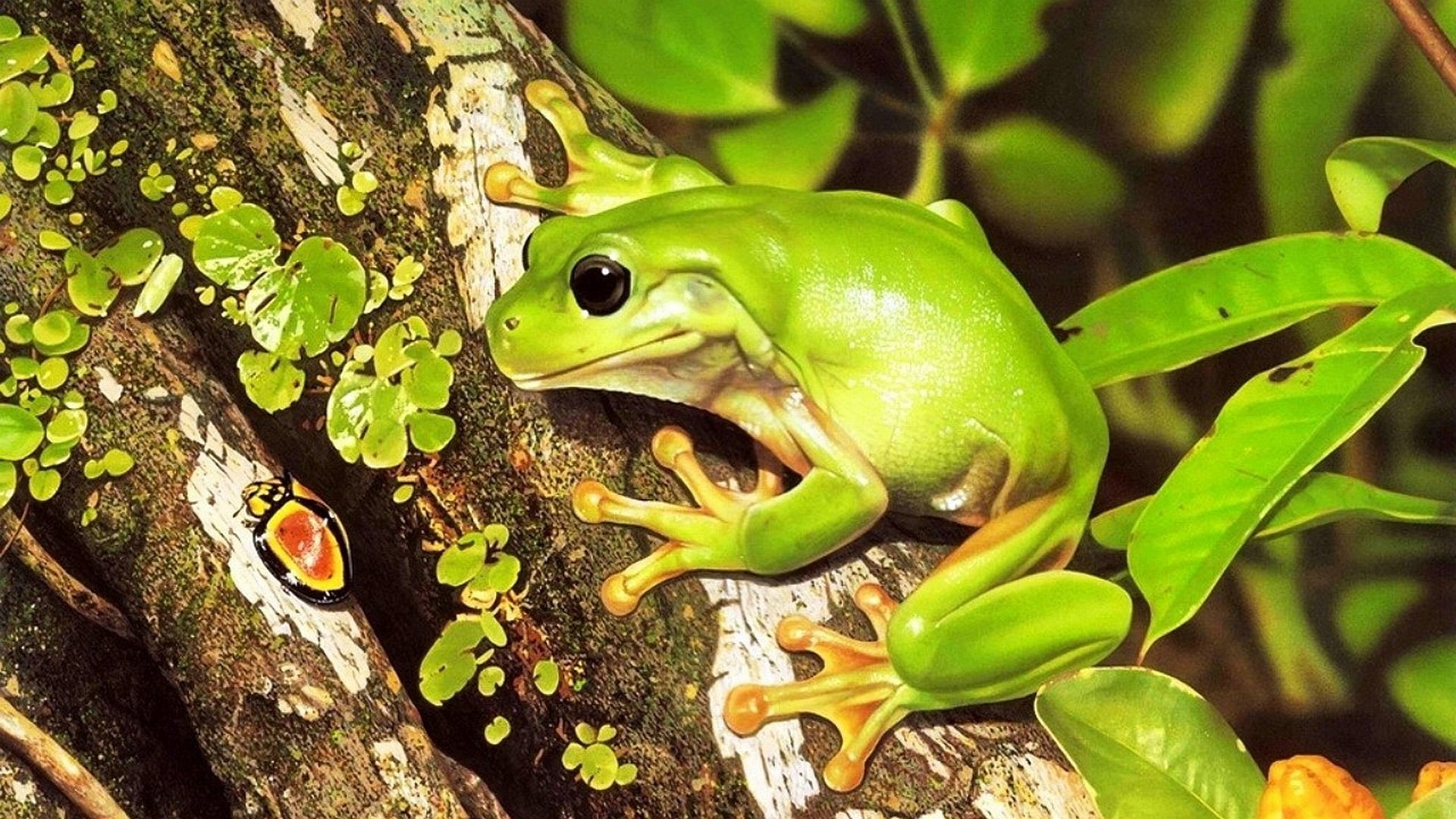 Frogs