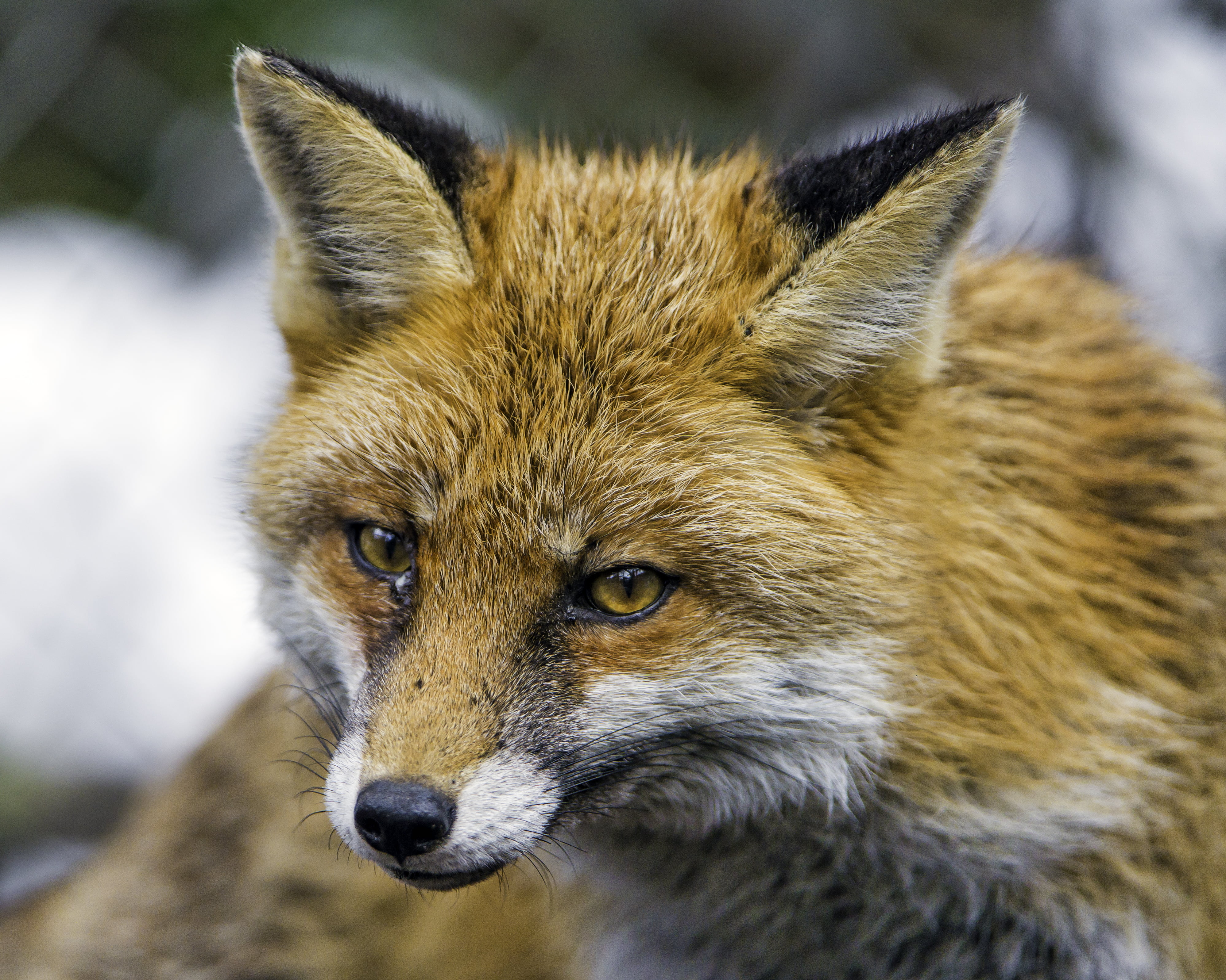 close up photo of brown and black fox, fox, Portrait, face, winter