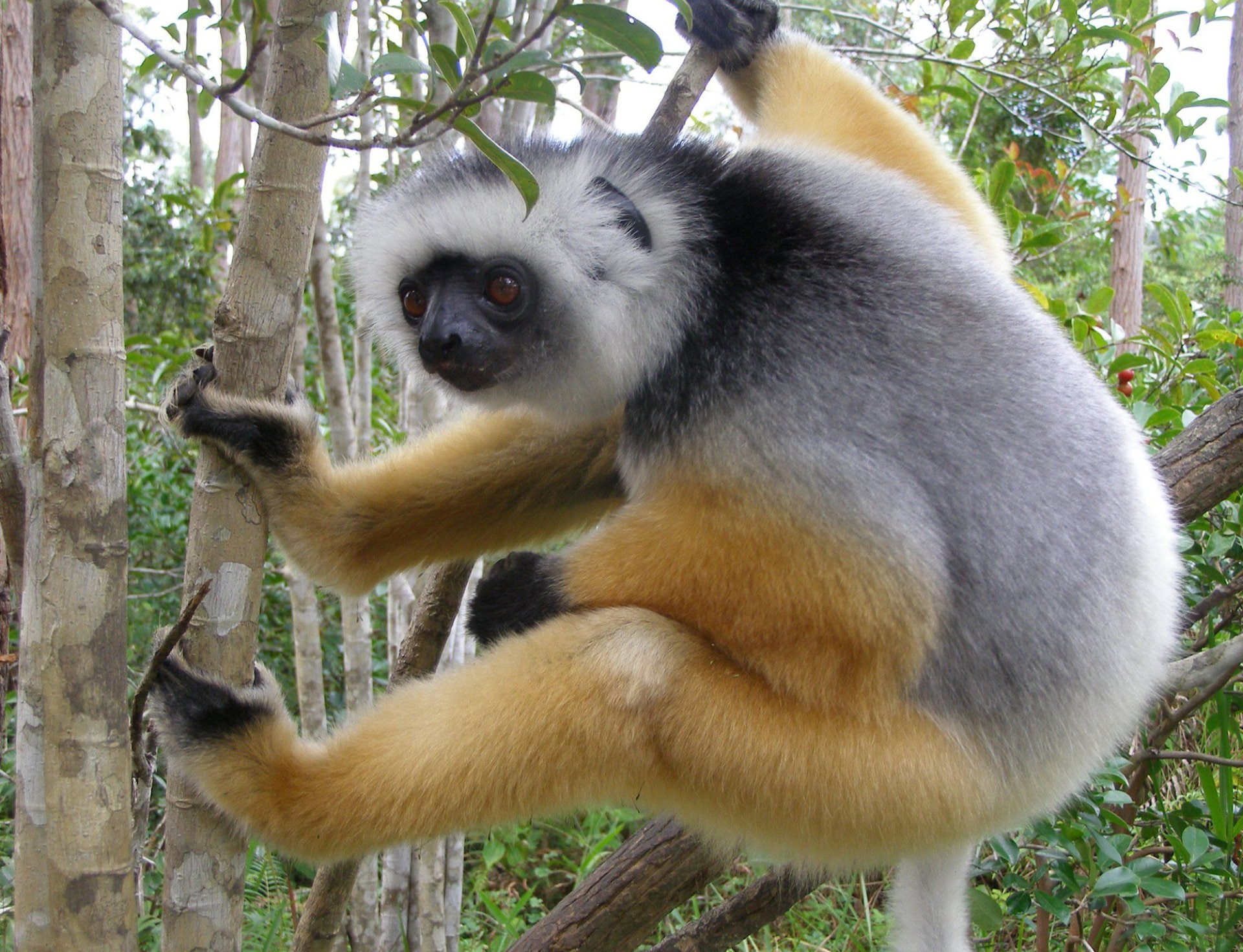 Monkeys, Lemur